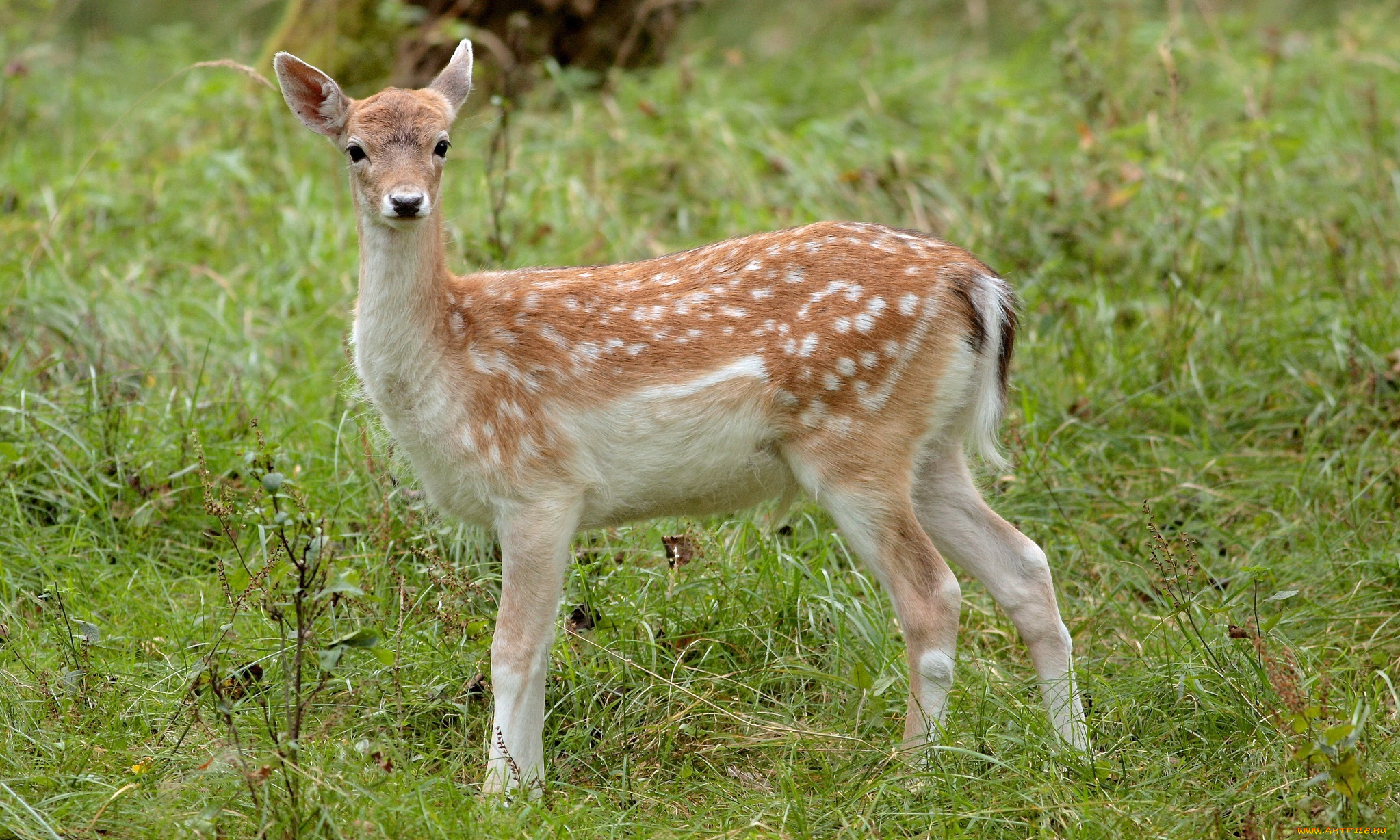животные, олени, луг, трава, пятнистый, олень