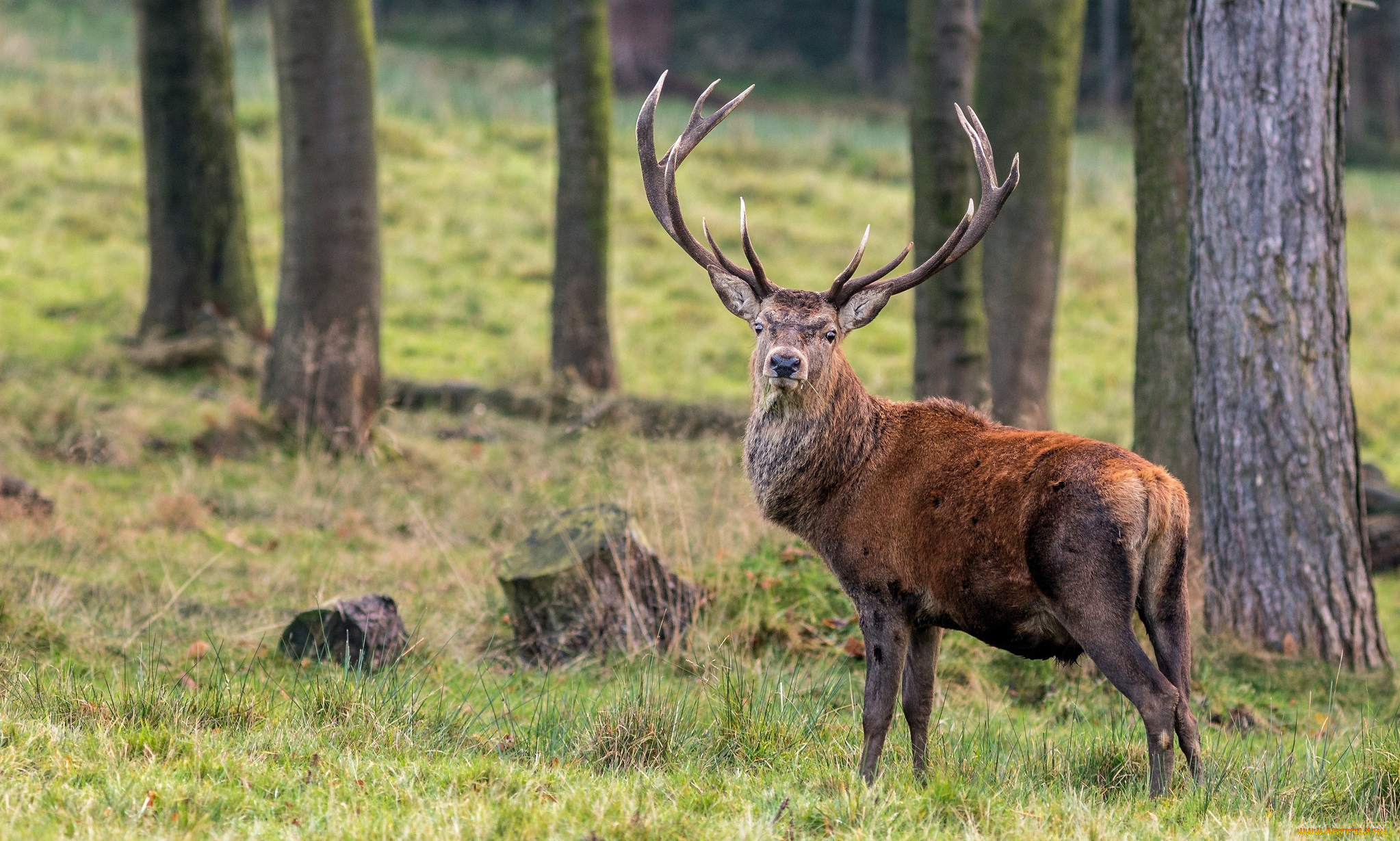 животные, олени, лес, рога, олень, поляна