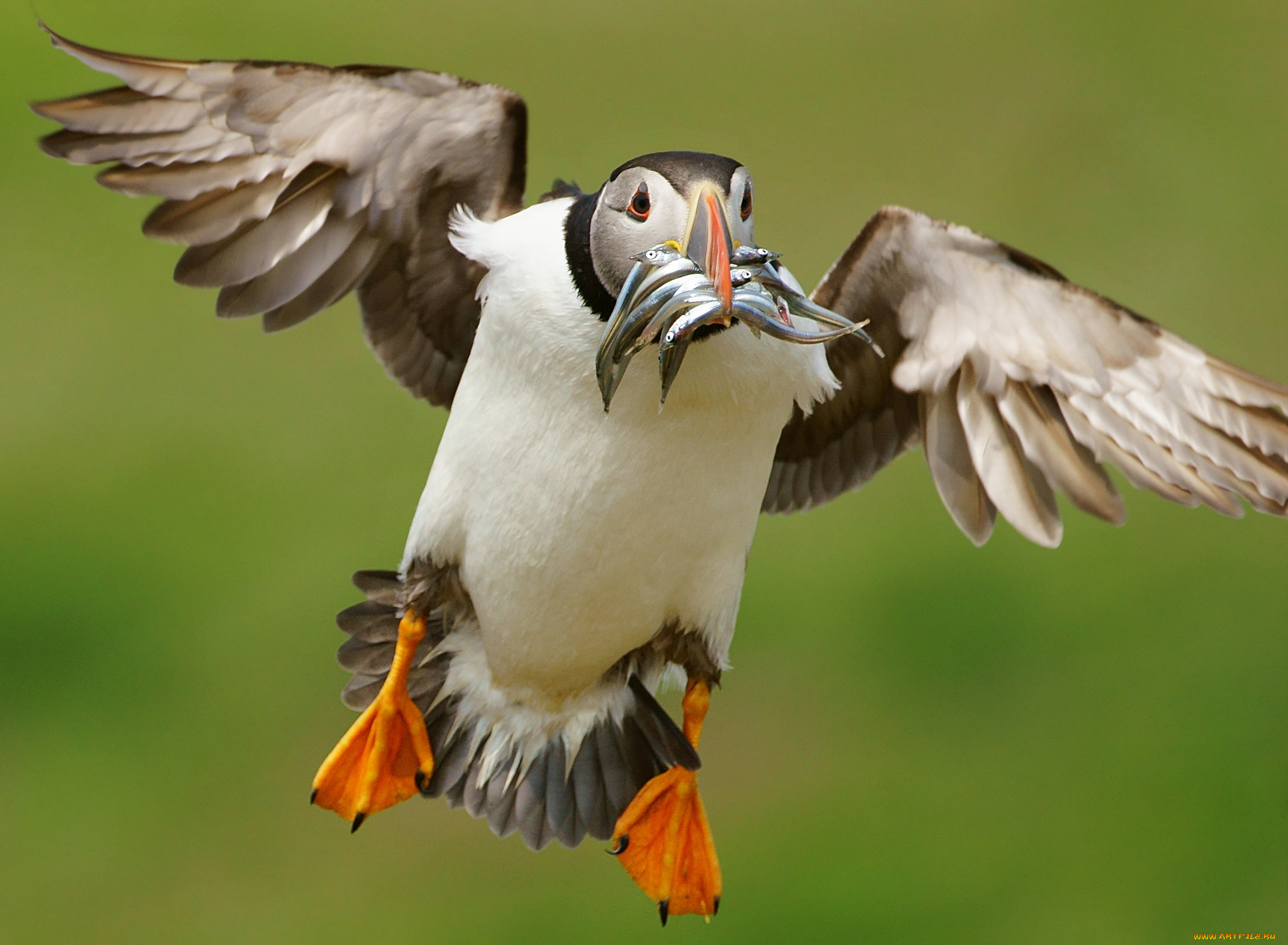 животные, тупики, добыча, рыба, птица