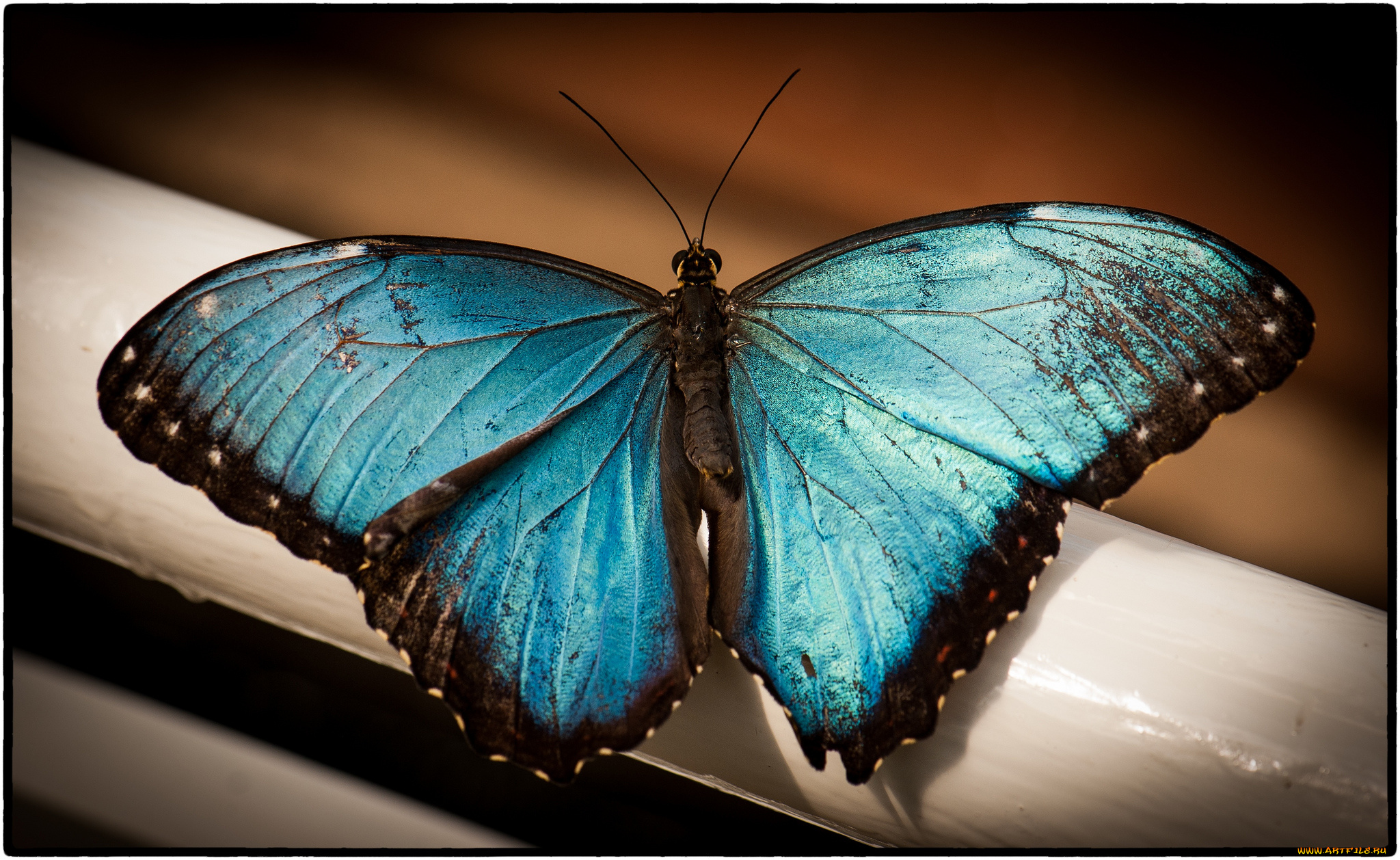 животные, бабочки, бабочка