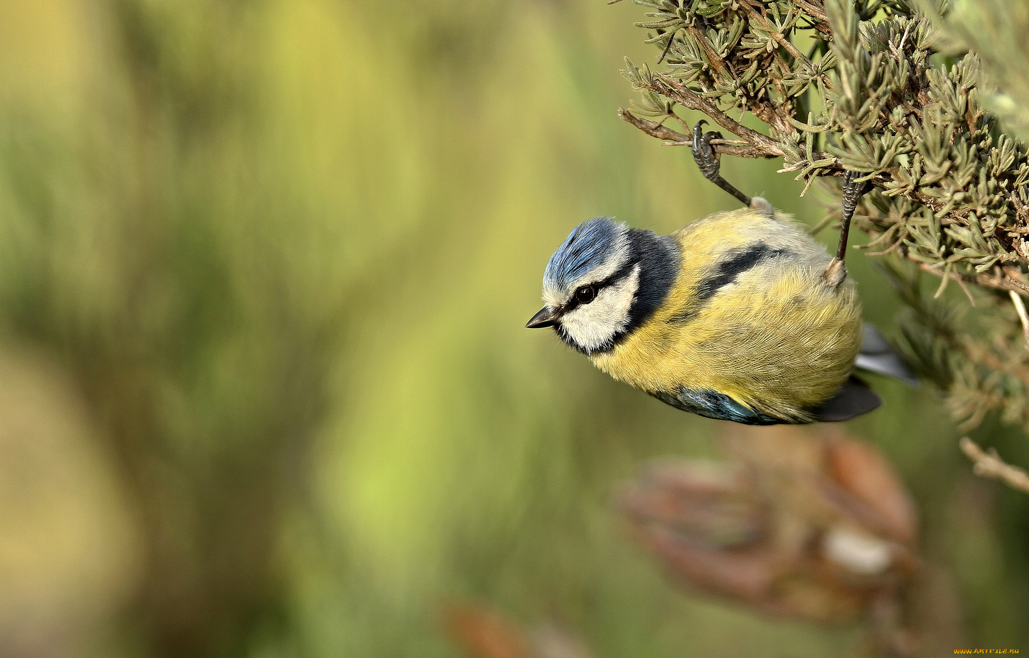 животные, синицы, , лазоревки, птичка