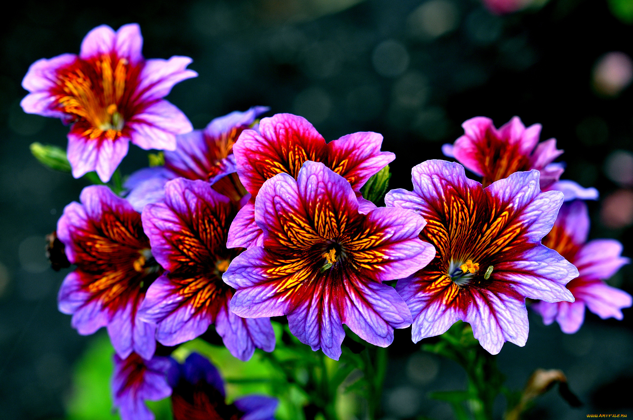 цветы, сальпиглоссис, яркий