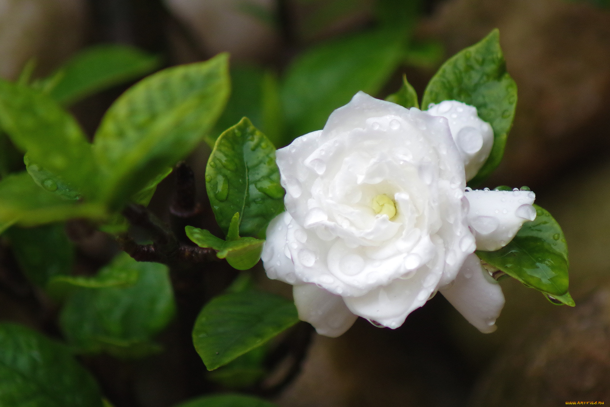 цветы, гардения, белый, капли