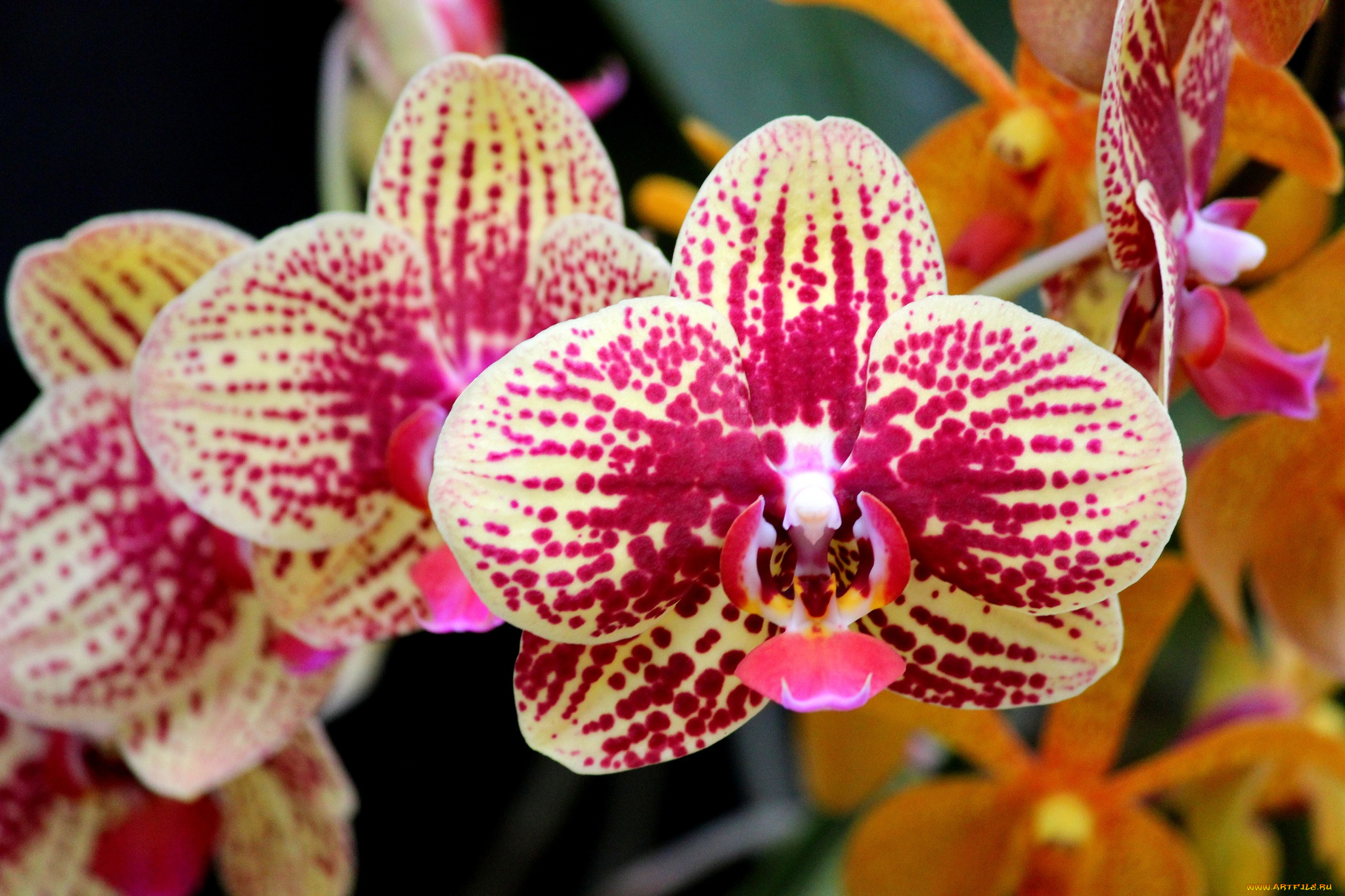 цветы, орхидеи, пестрый