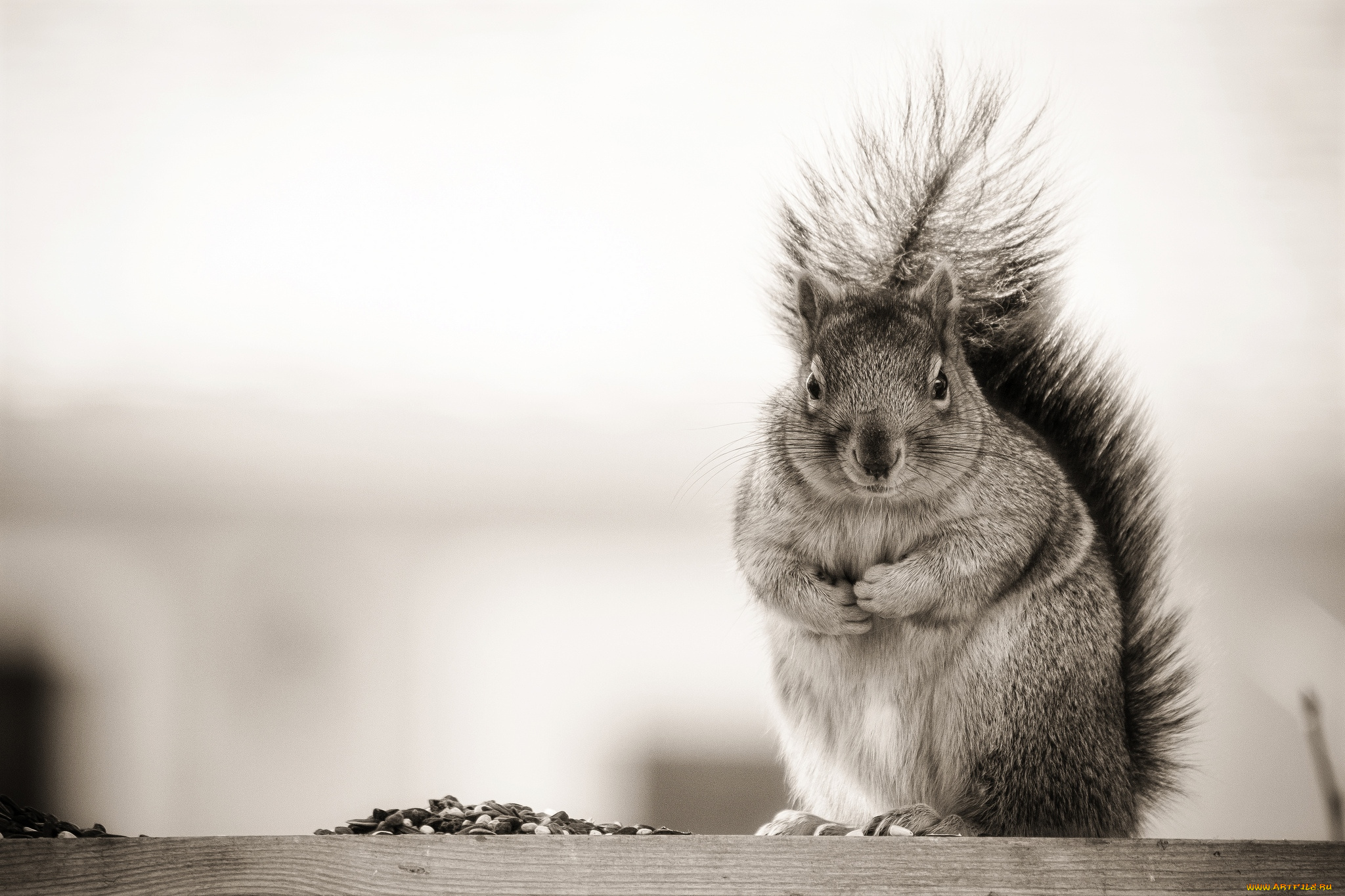 животные, белки, зверек