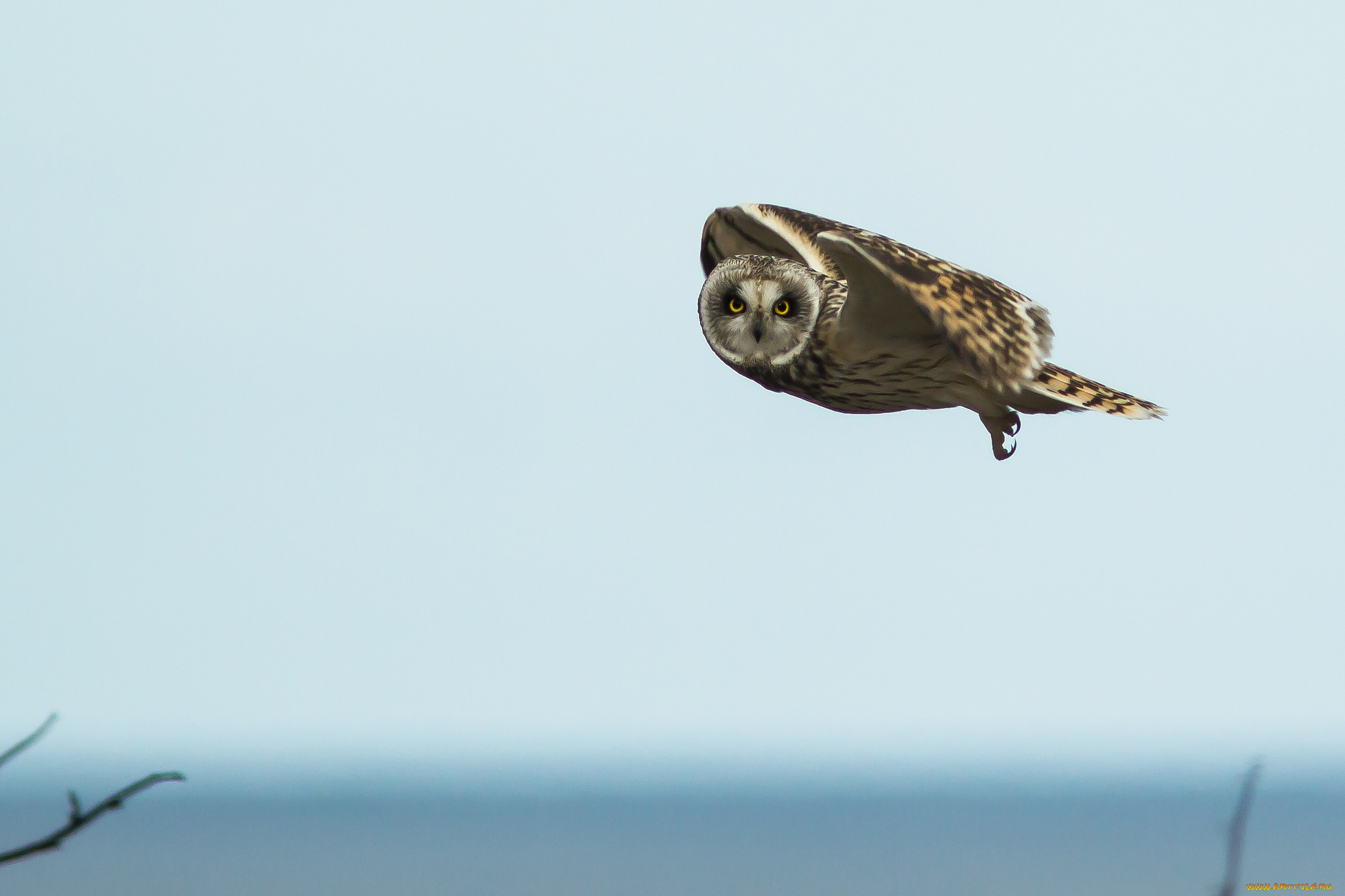 животные, совы, полет, птица, небо