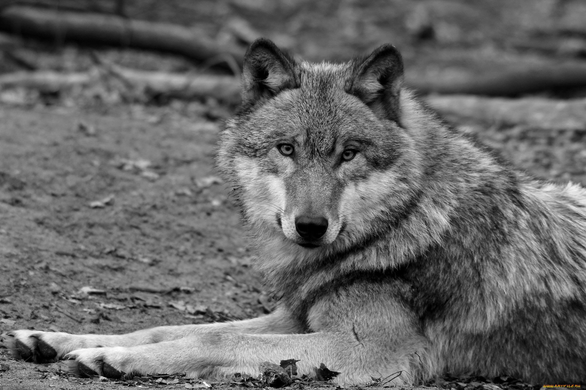 животные, волки, хищник