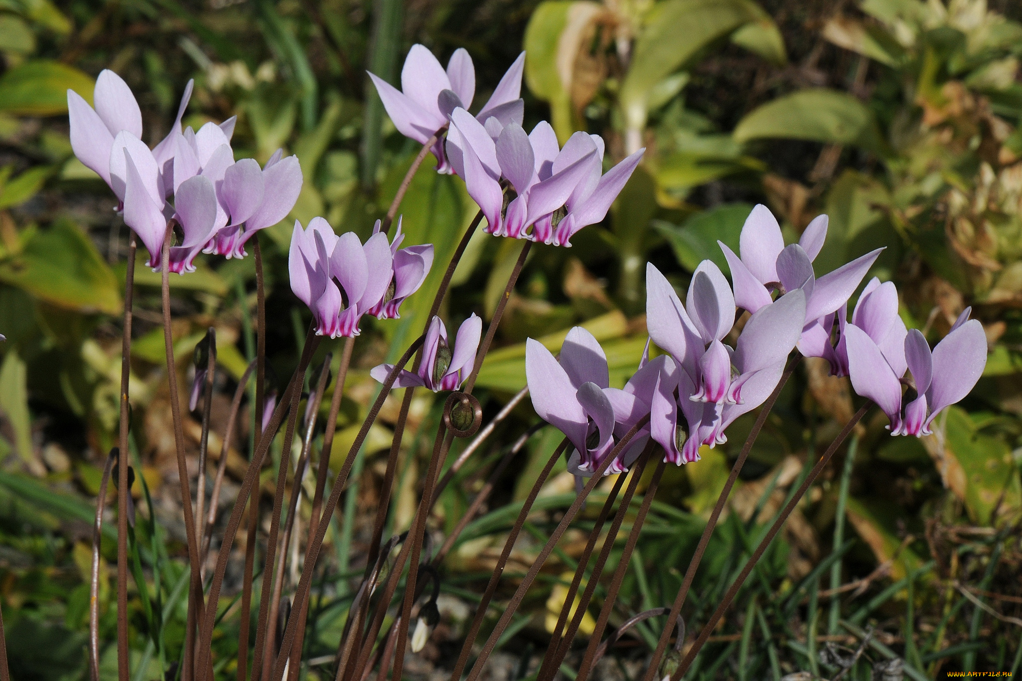 цветы, цикламены, розовый