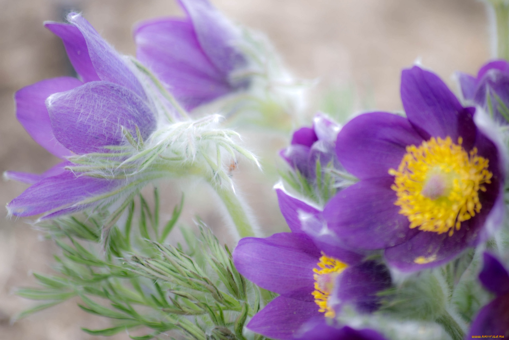 цветы, анемоны, , адонисы, сон-трава