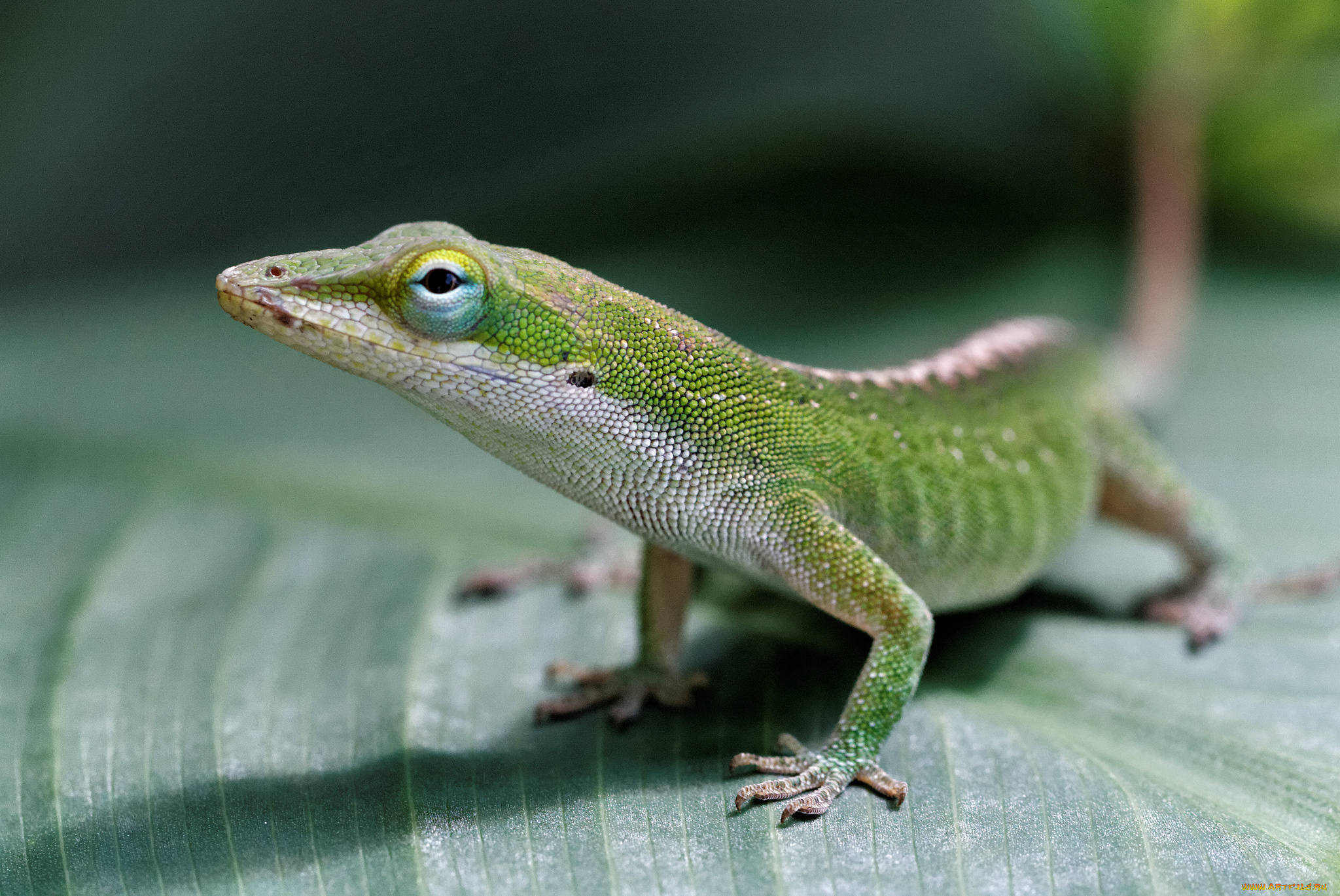 животные, Ящерицы, , игуаны, , вараны, зеленая, ящерица