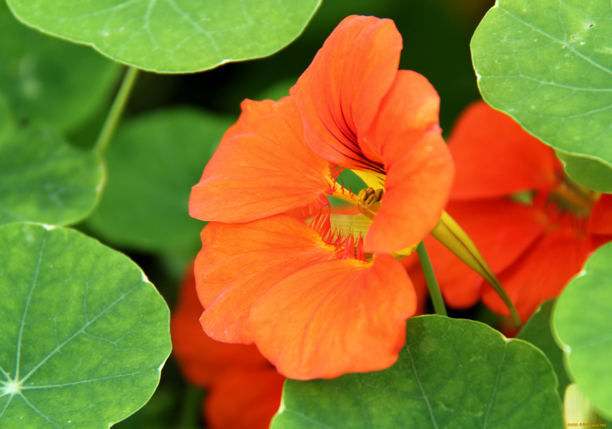 цветы, настурции, оранжевый