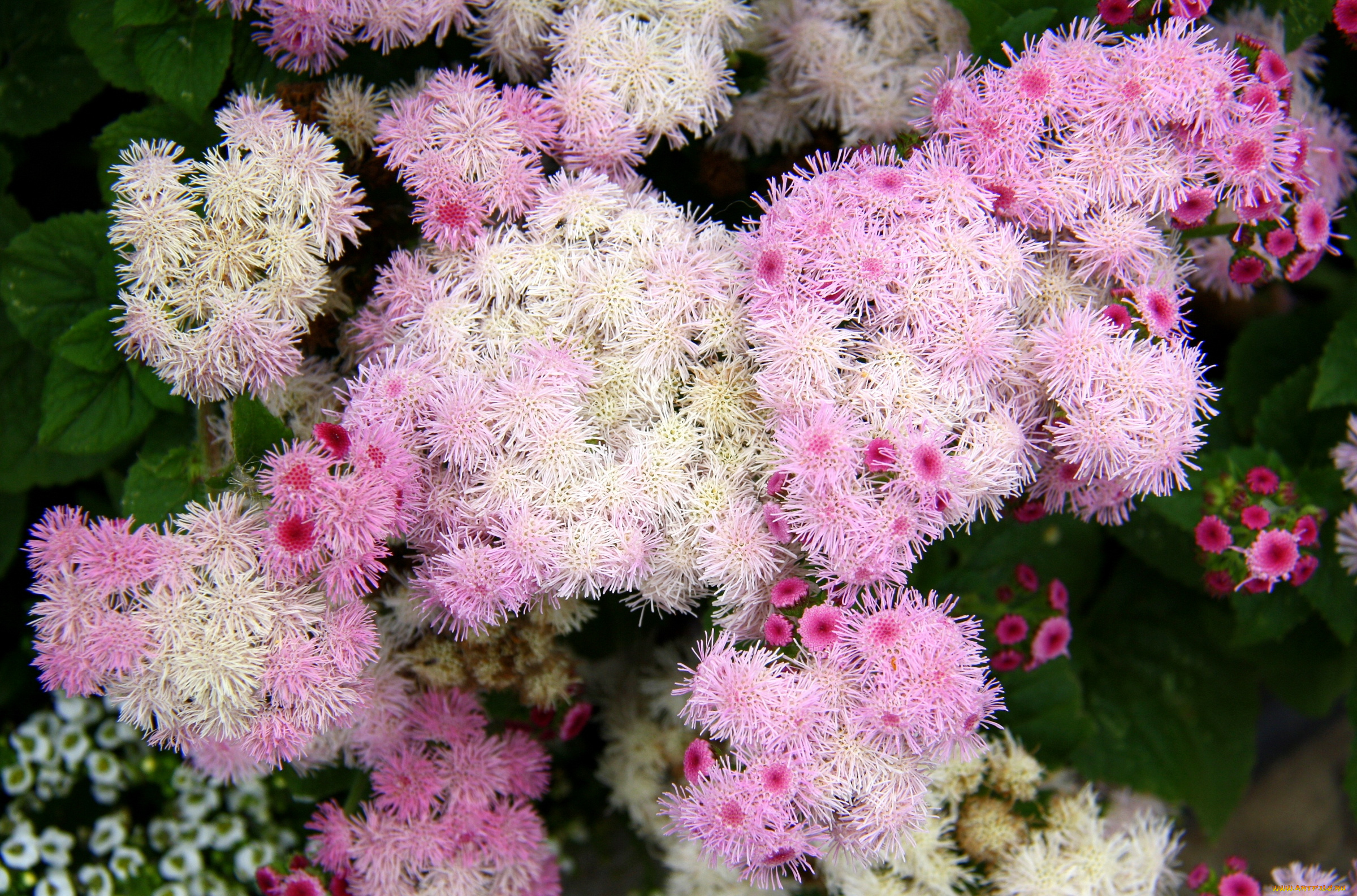 цветы, агератум, пушистики