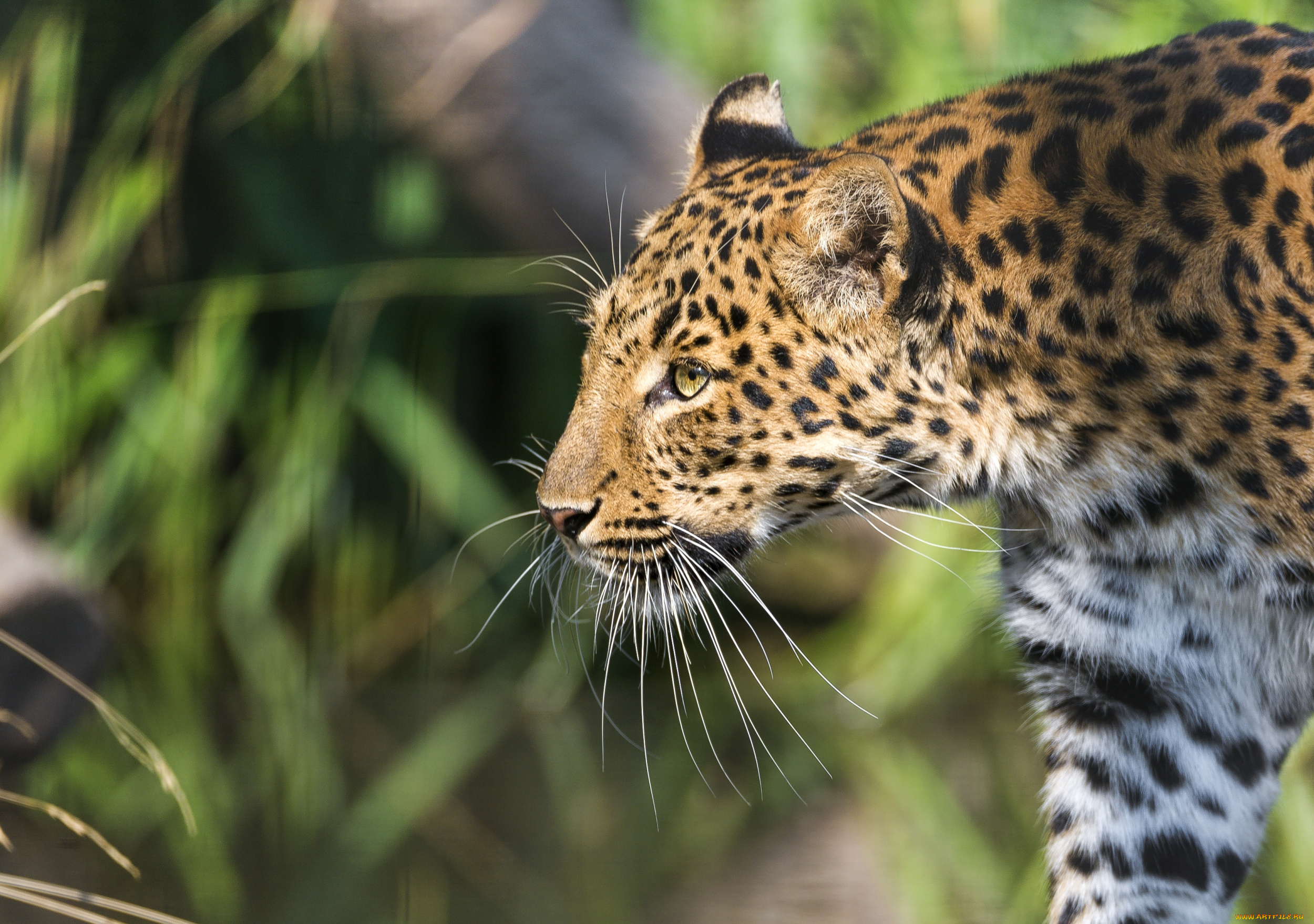 животные, леопарды, профиль
