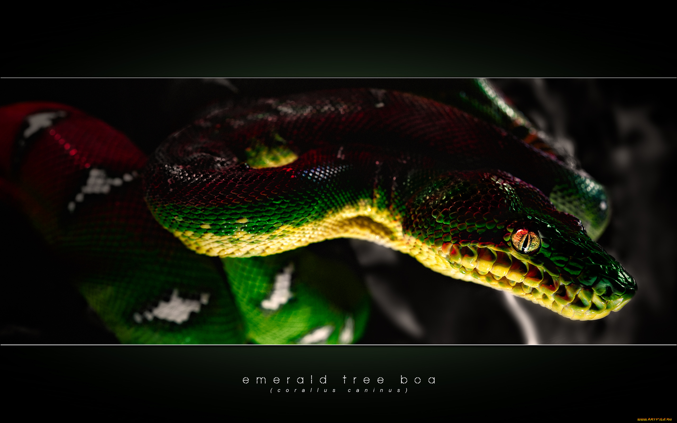 животные, змеи, , питоны, , кобры, чешуя