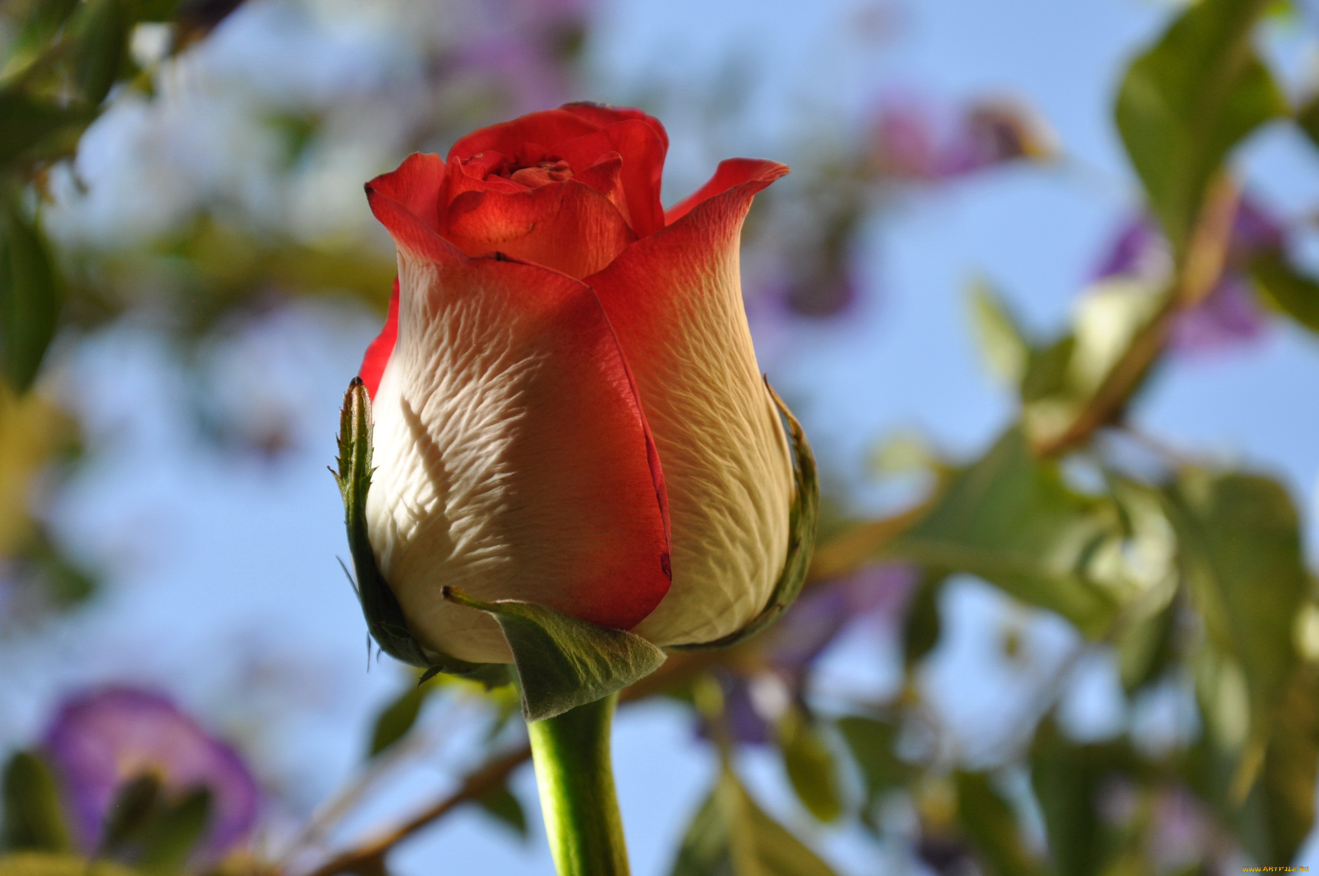 цветы, розы, ветка, роза