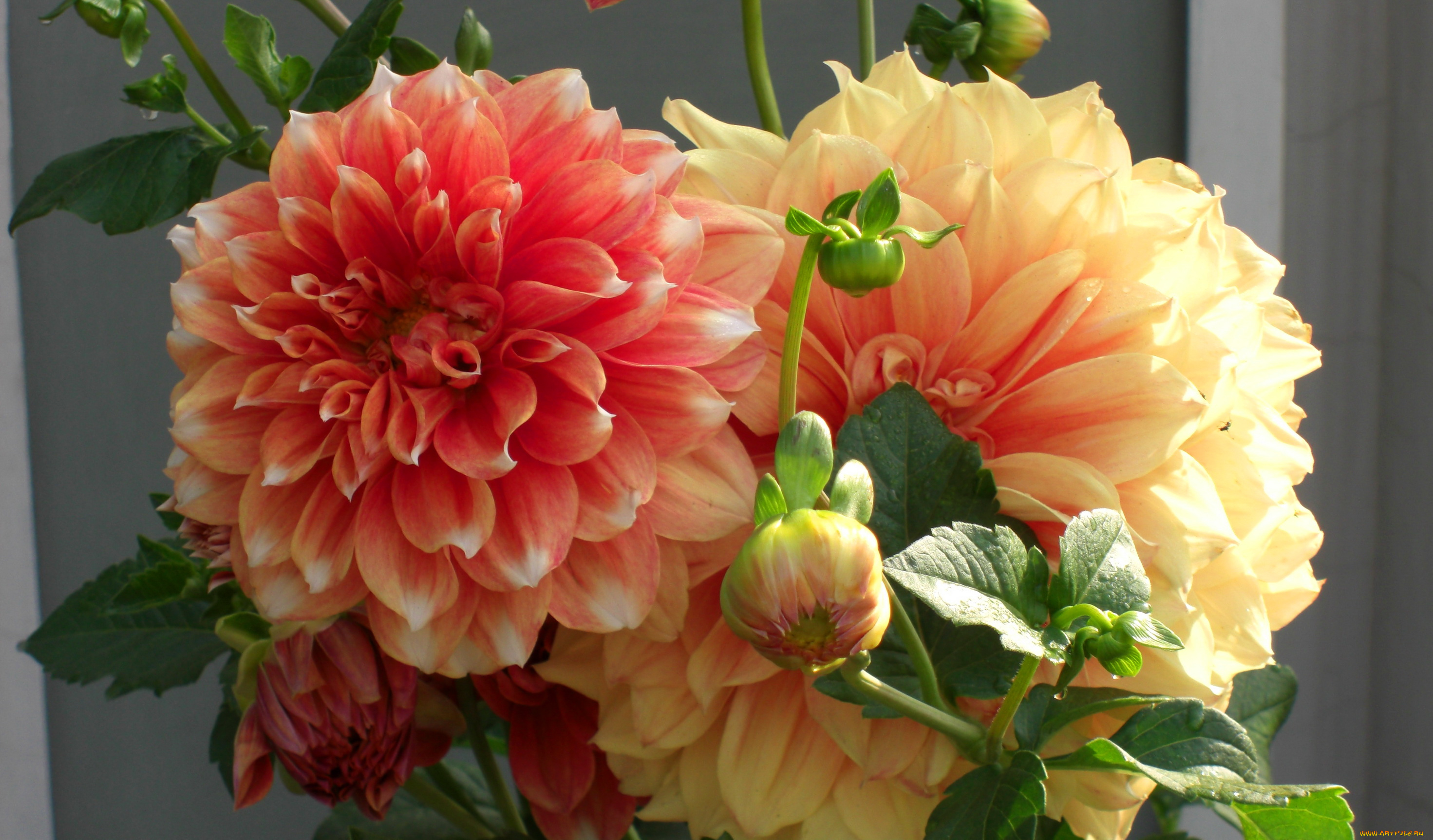 цветы, георгины