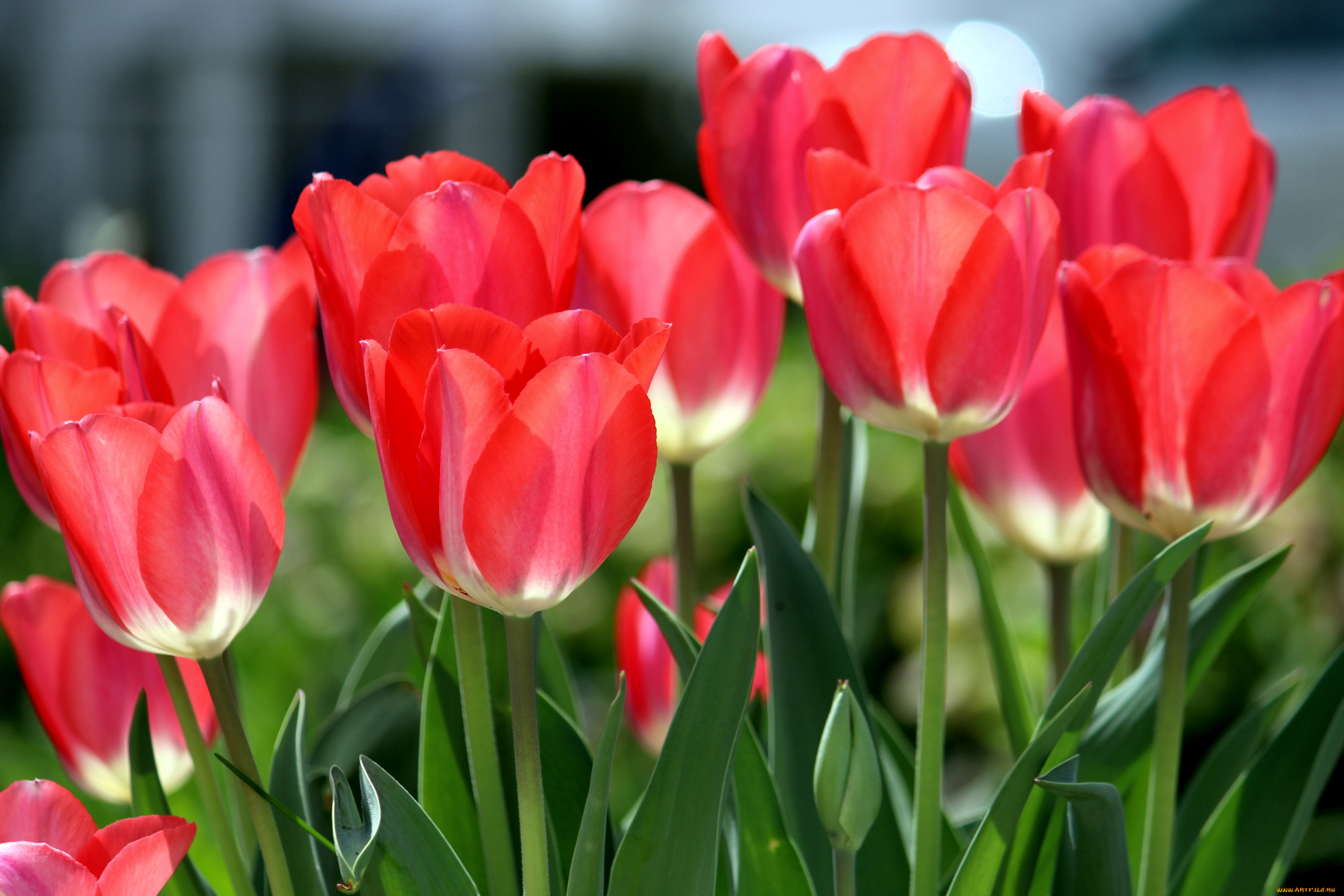 цветы, тюльпаны, красный