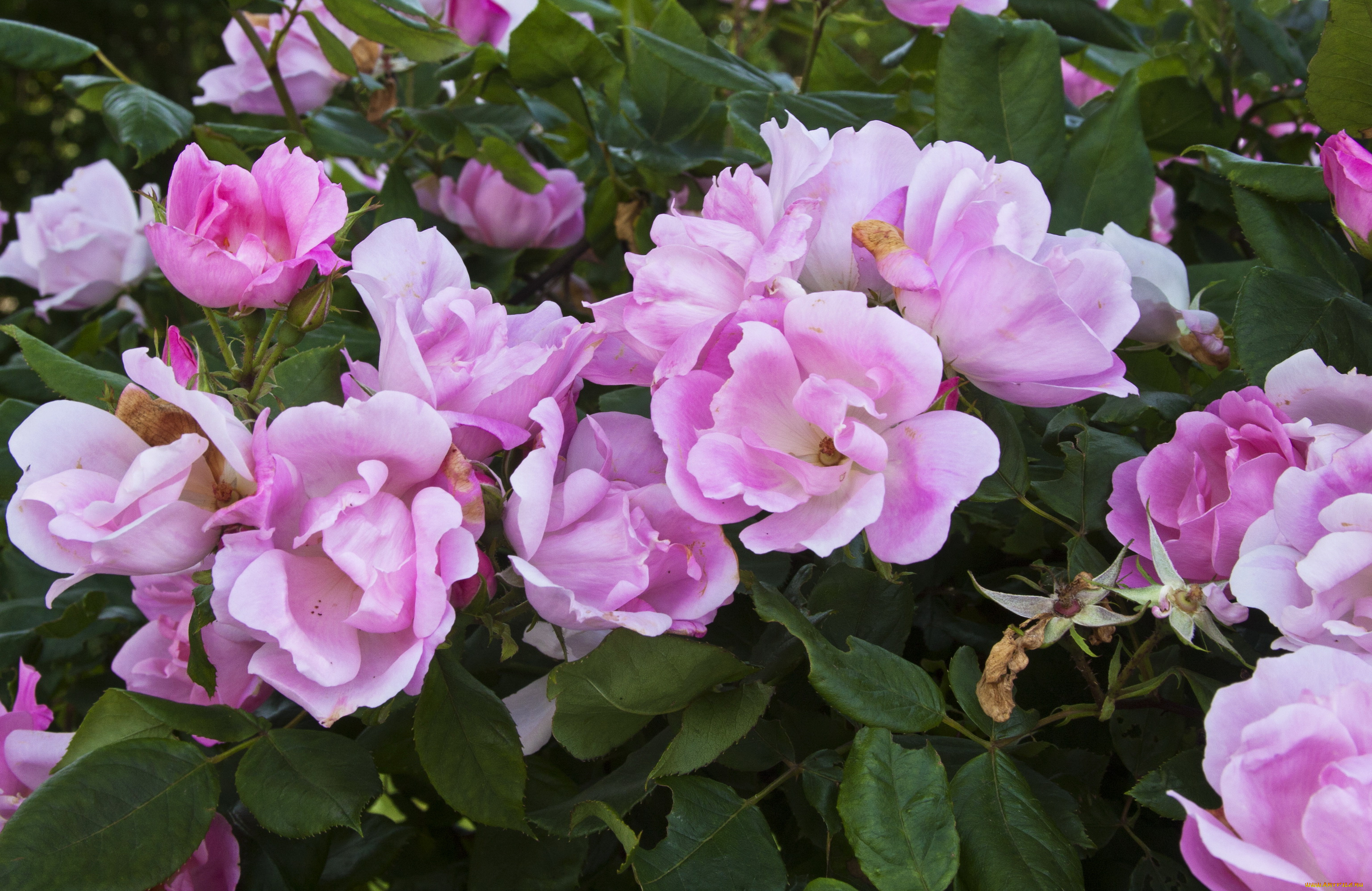 цветы, розы, куст, сад