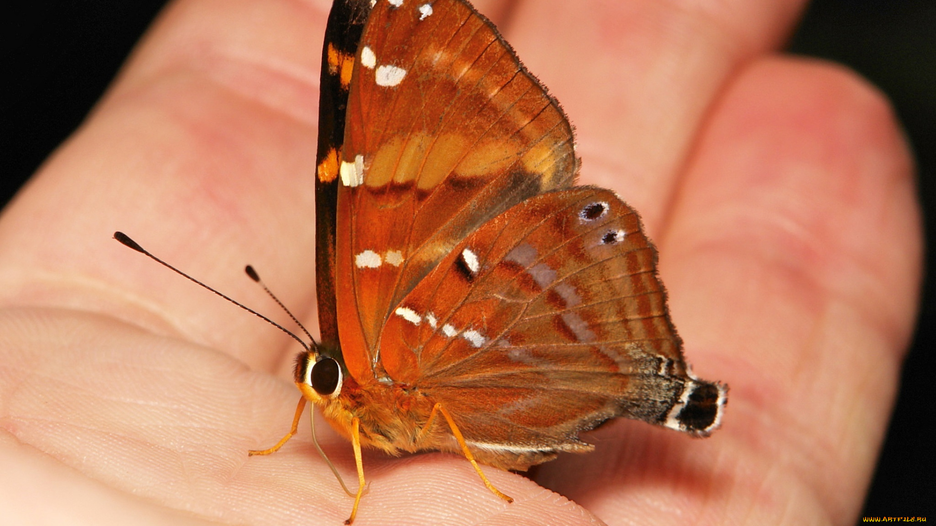 животные, бабочки, , мотыльки, , моли, бабочка, рука, макро, itchydogimages