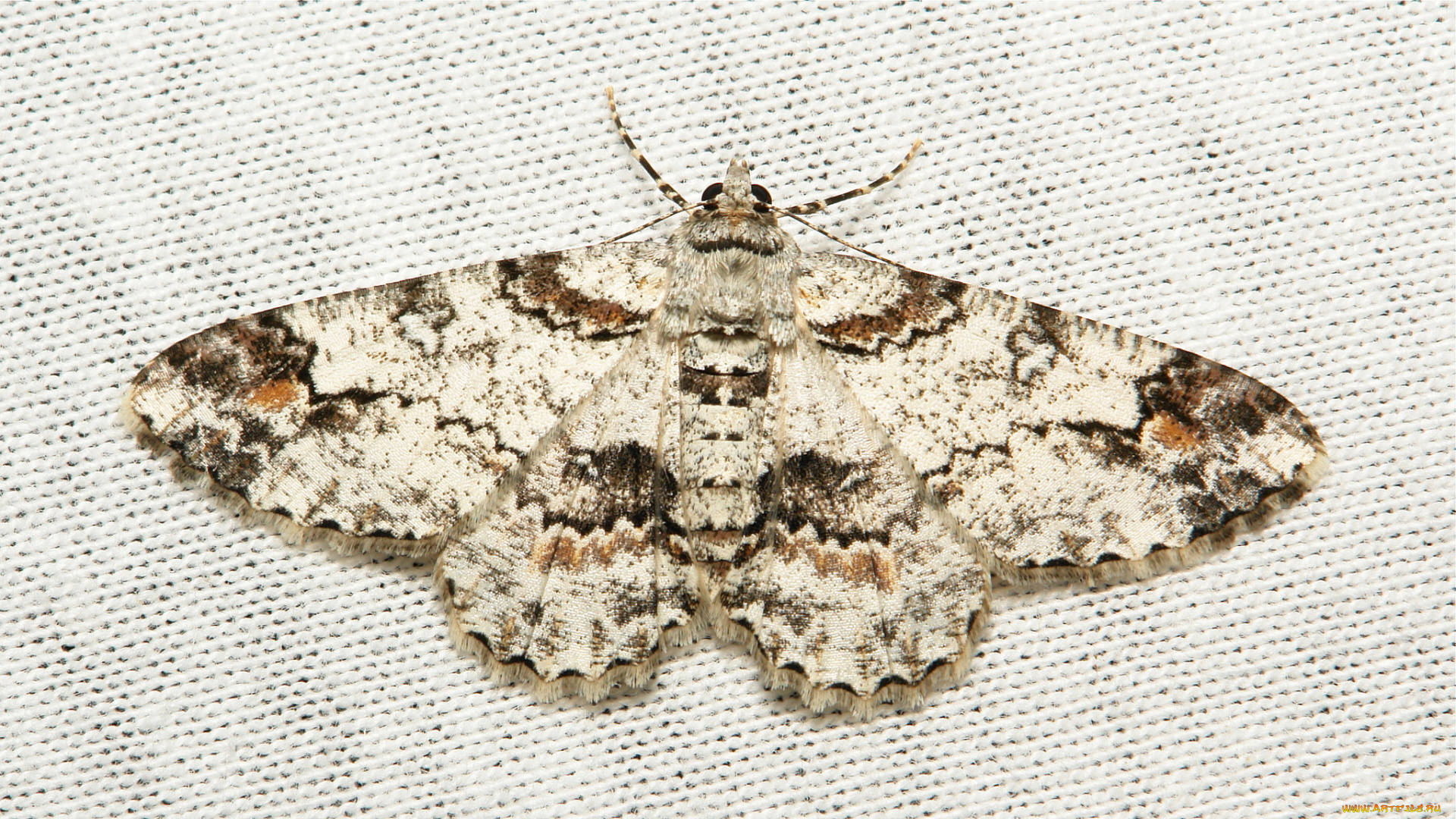 животные, бабочки, , мотыльки, , моли, моль, макро, itchydogimages, мотылёк