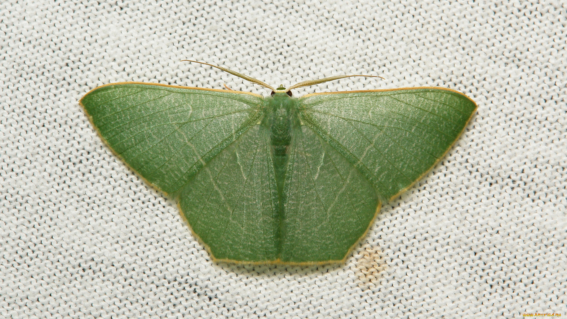 животные, бабочки, , мотыльки, , моли, мотылёк, насекомое, макро, itchydogimages