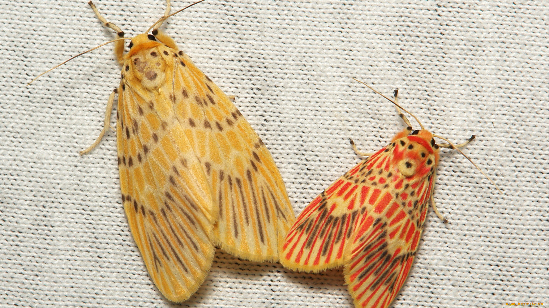 животные, бабочки, , мотыльки, , моли, мотылёк, моль, макро, itchydogimages