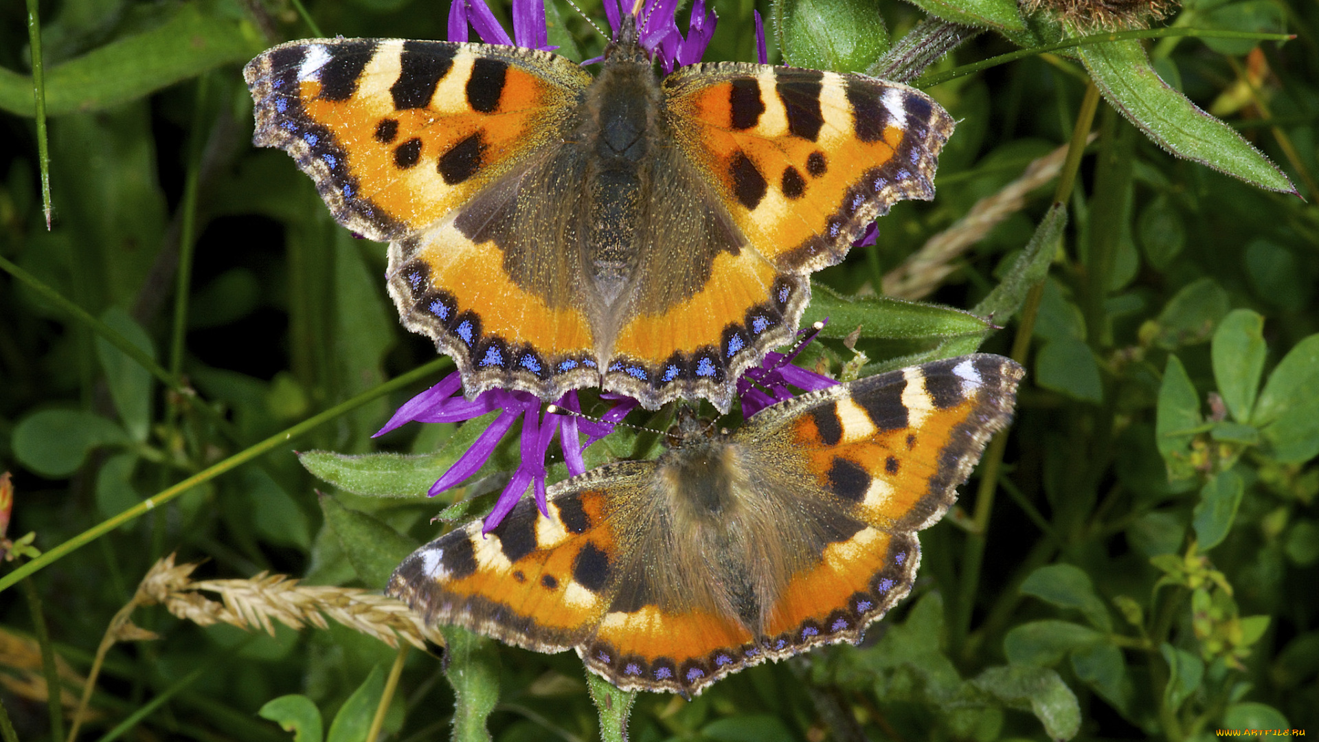 животные, бабочки, , мотыльки, , моли, пара, макро