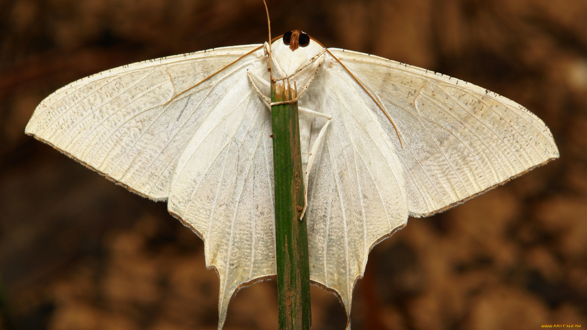 животные, бабочки, , мотыльки, , моли, травинка, мотылёк, моль, макро, itchydogimages, крылья