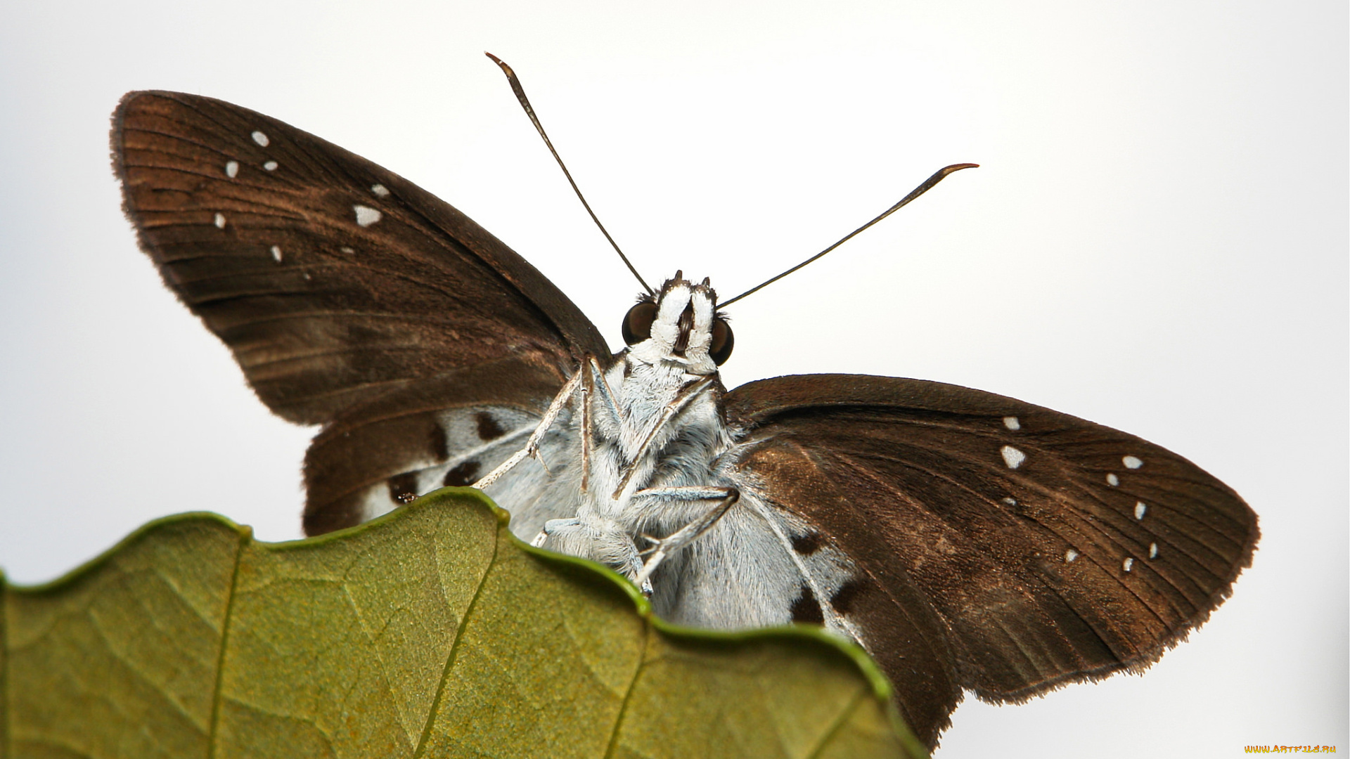 животные, бабочки, , мотыльки, , моли, усики, листья, крылья, фон, бабочка, bob, decker, макро, насекомое
