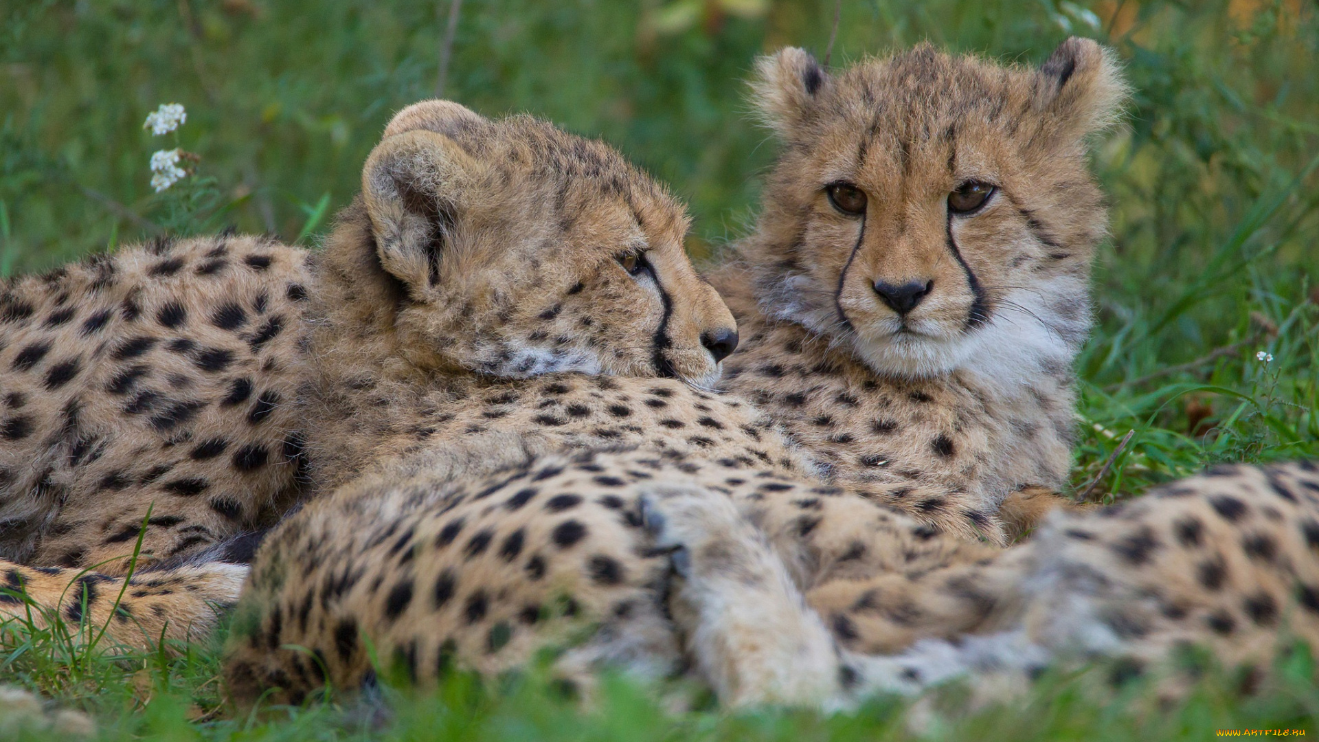 животные, гепарды, отдых, пара, кошки, морда