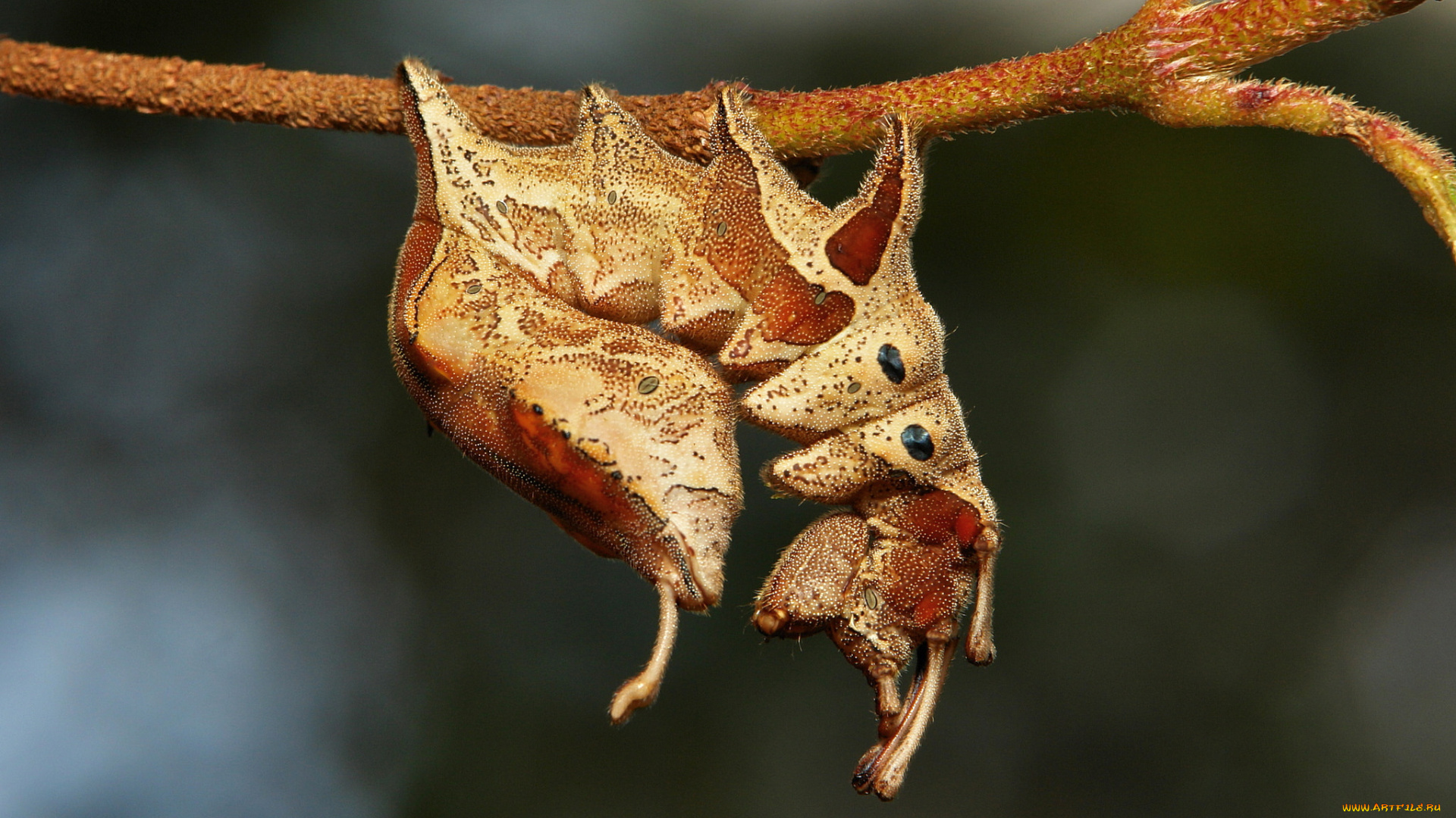 животные, гусеницы, гусеница, веточка, макро, itchydogimages