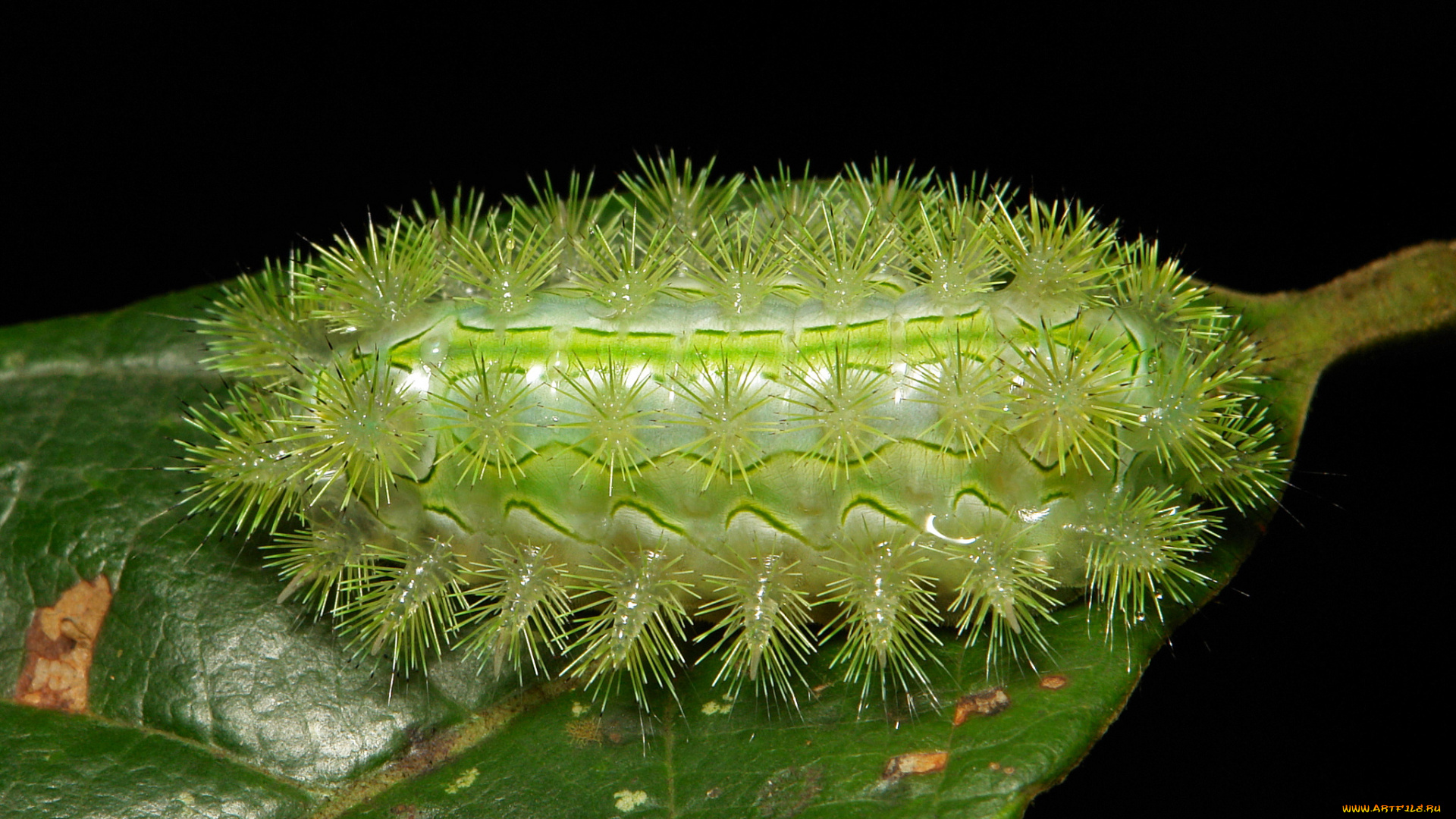 животные, гусеницы, itchydogimages, необычная, гусеница, лист, макро, насекомое