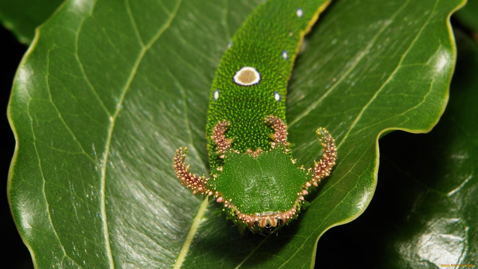 животные, гусеницы, лист, гусеница, макро, itchydogimages