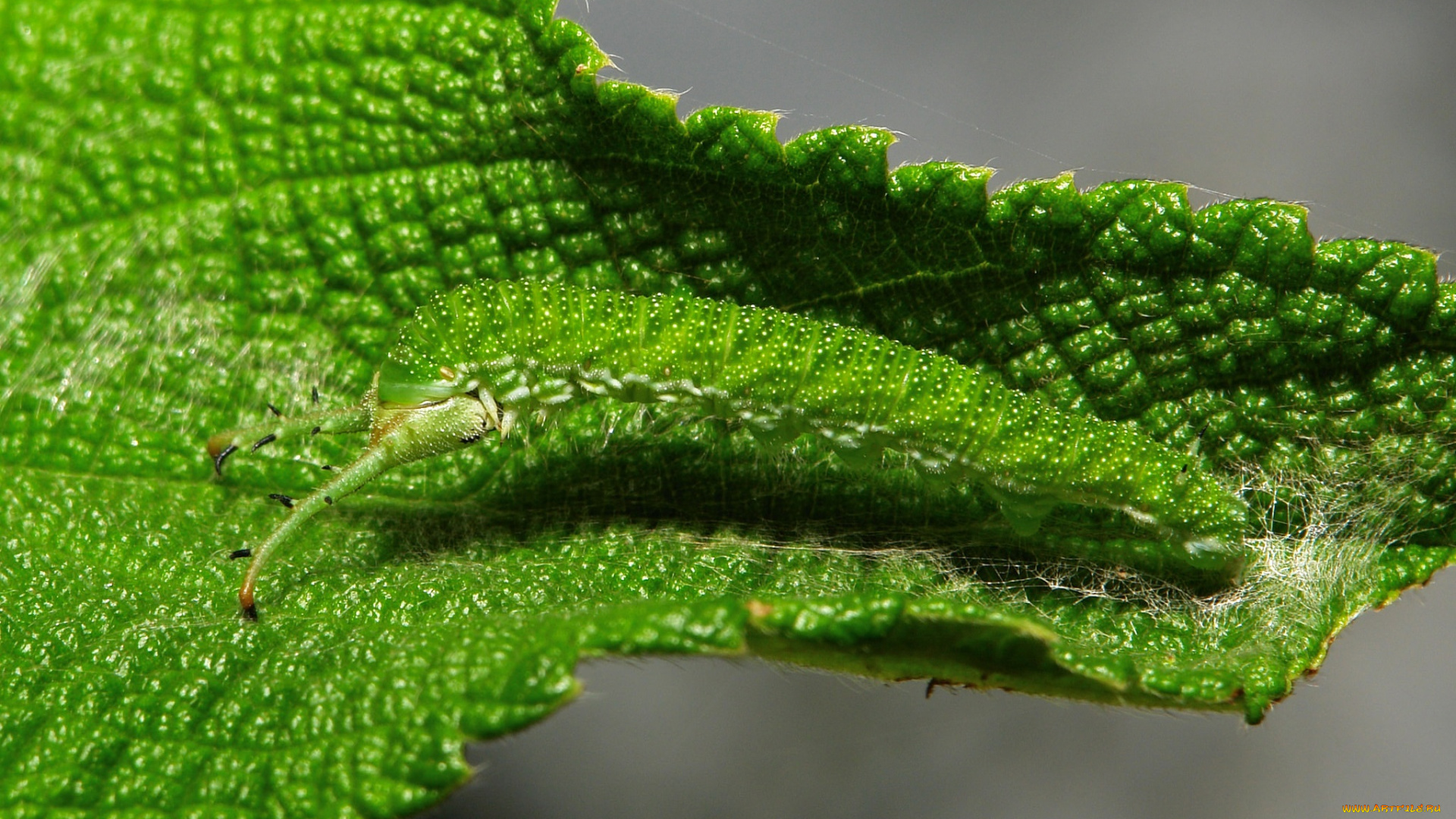 животные, гусеницы, макро, itchydogimages, гусеница, лист