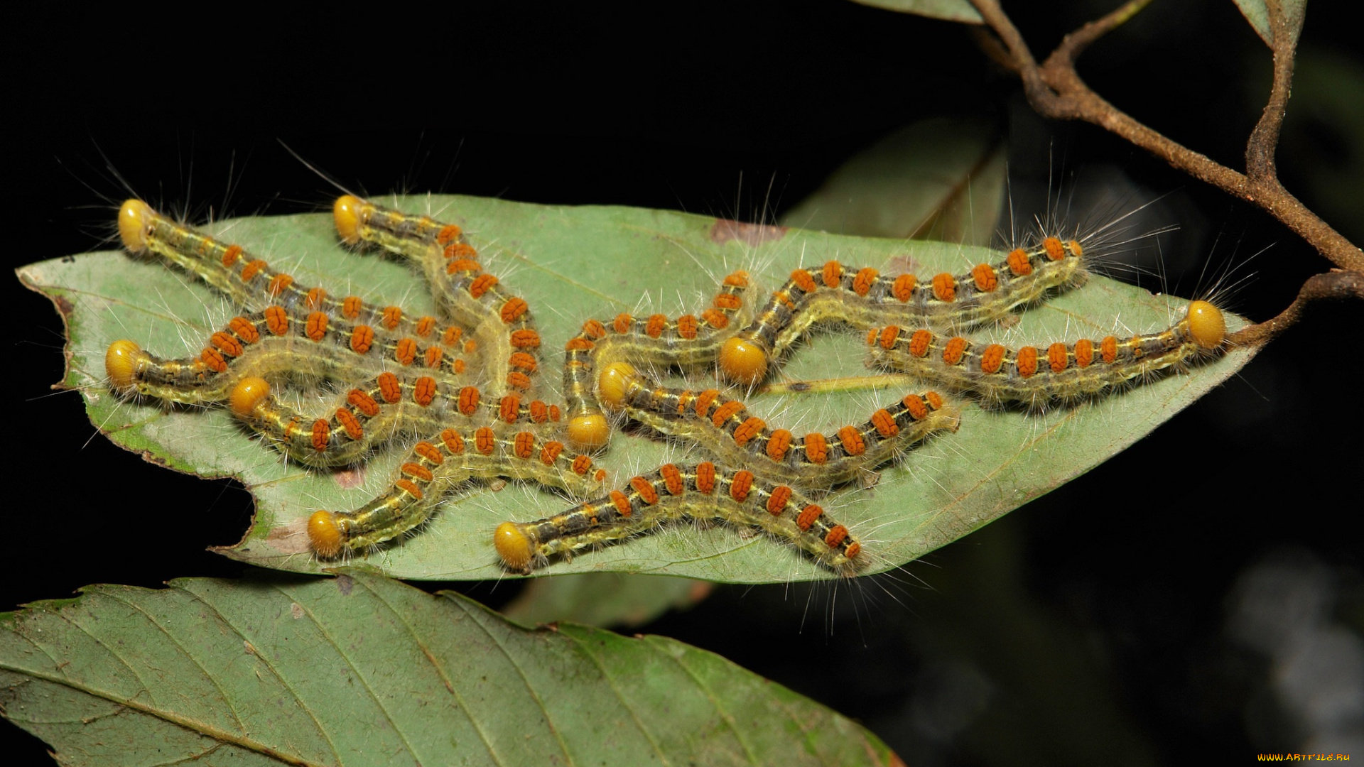 животные, гусеницы, макро, itchydogimages, веточка, листья