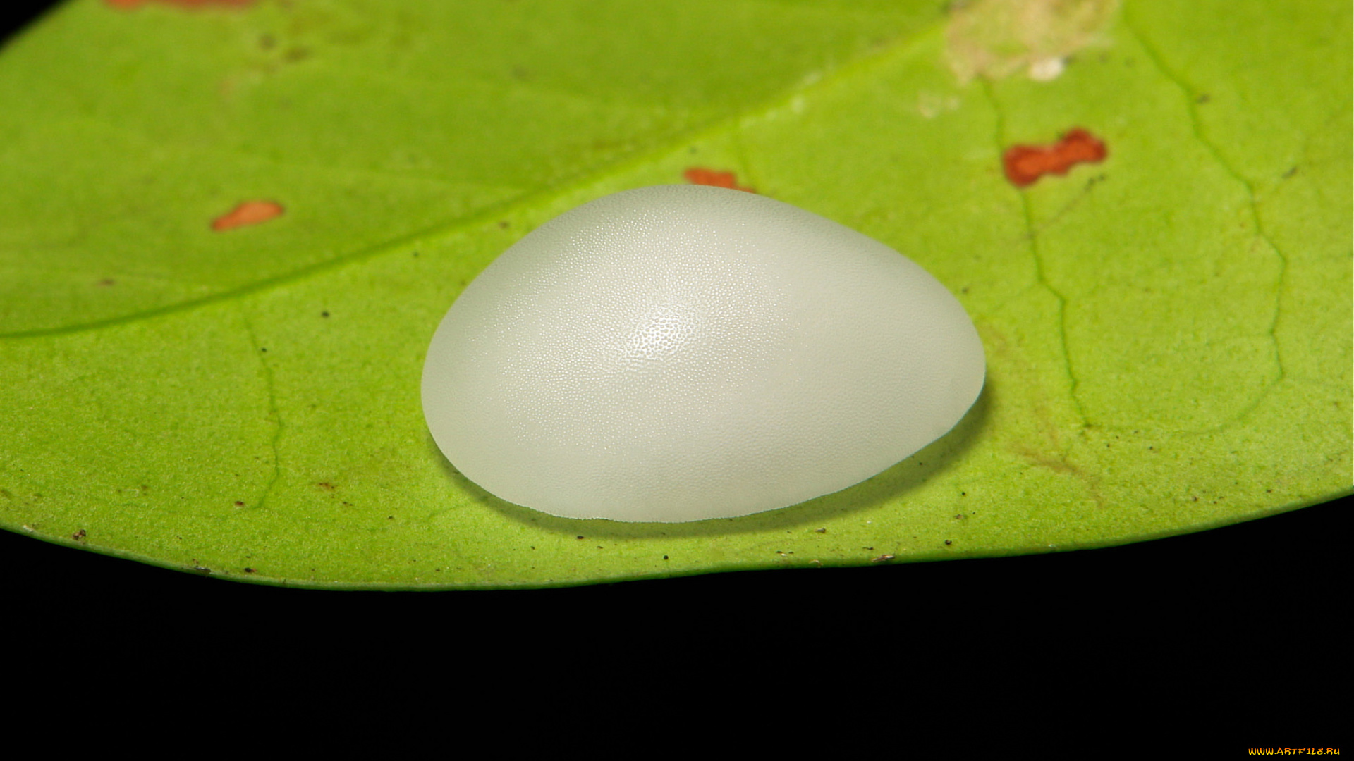 животные, гусеницы, макро, листья, гусеница, itchydogimages