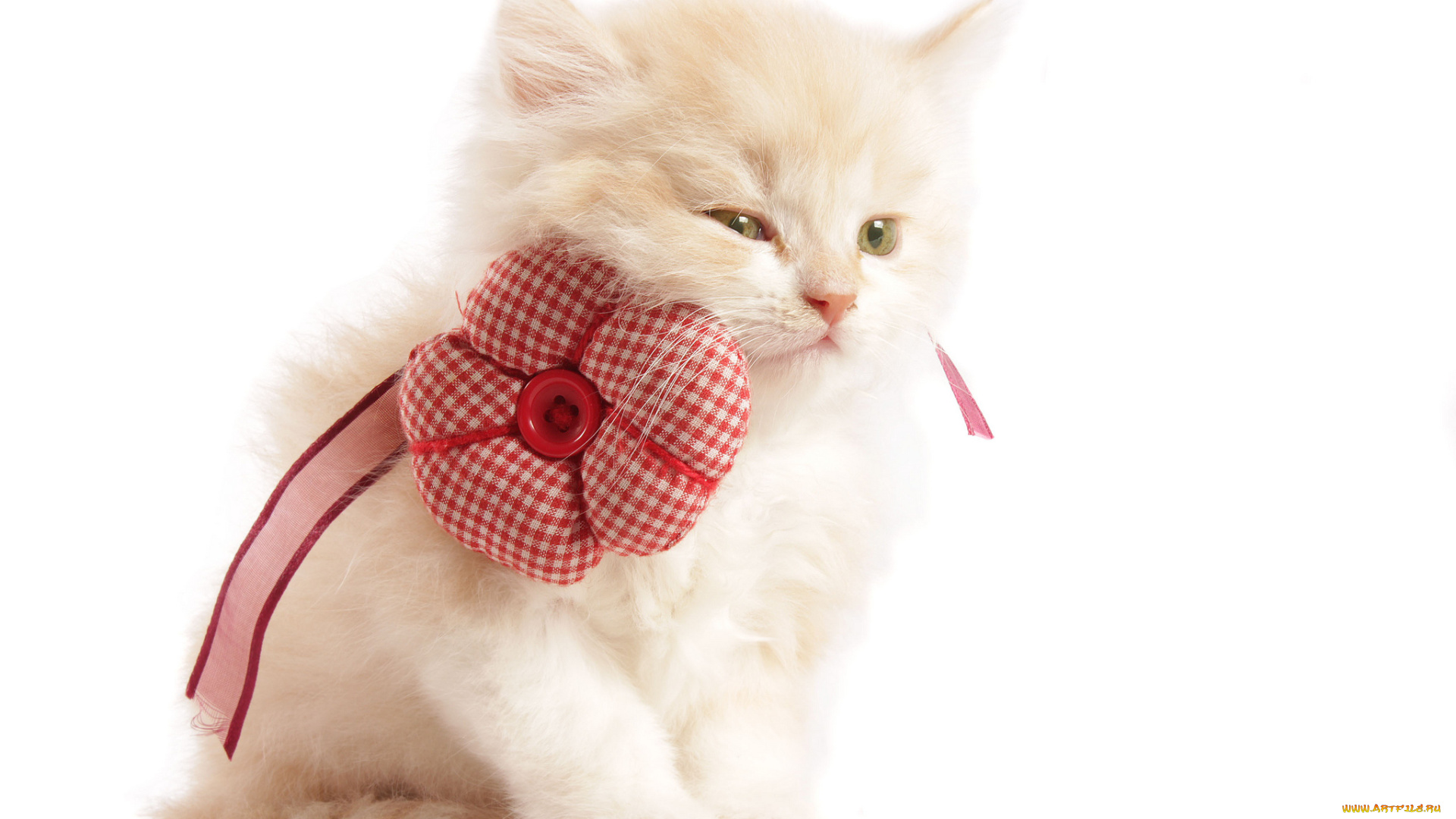 животные, коты, цветок, лента, бежевый, котенок, белый, фон, пуговица
