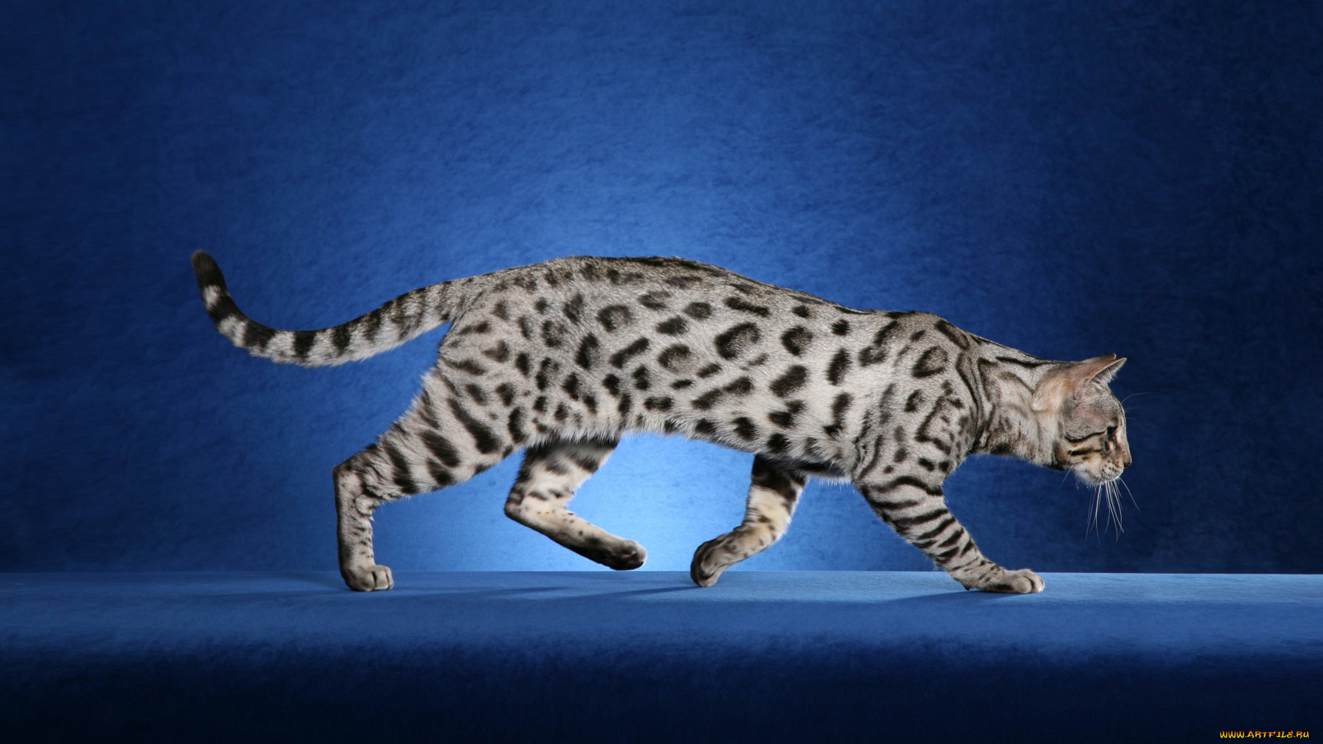 животные, коты, кошка, синий, бенгальский, кот