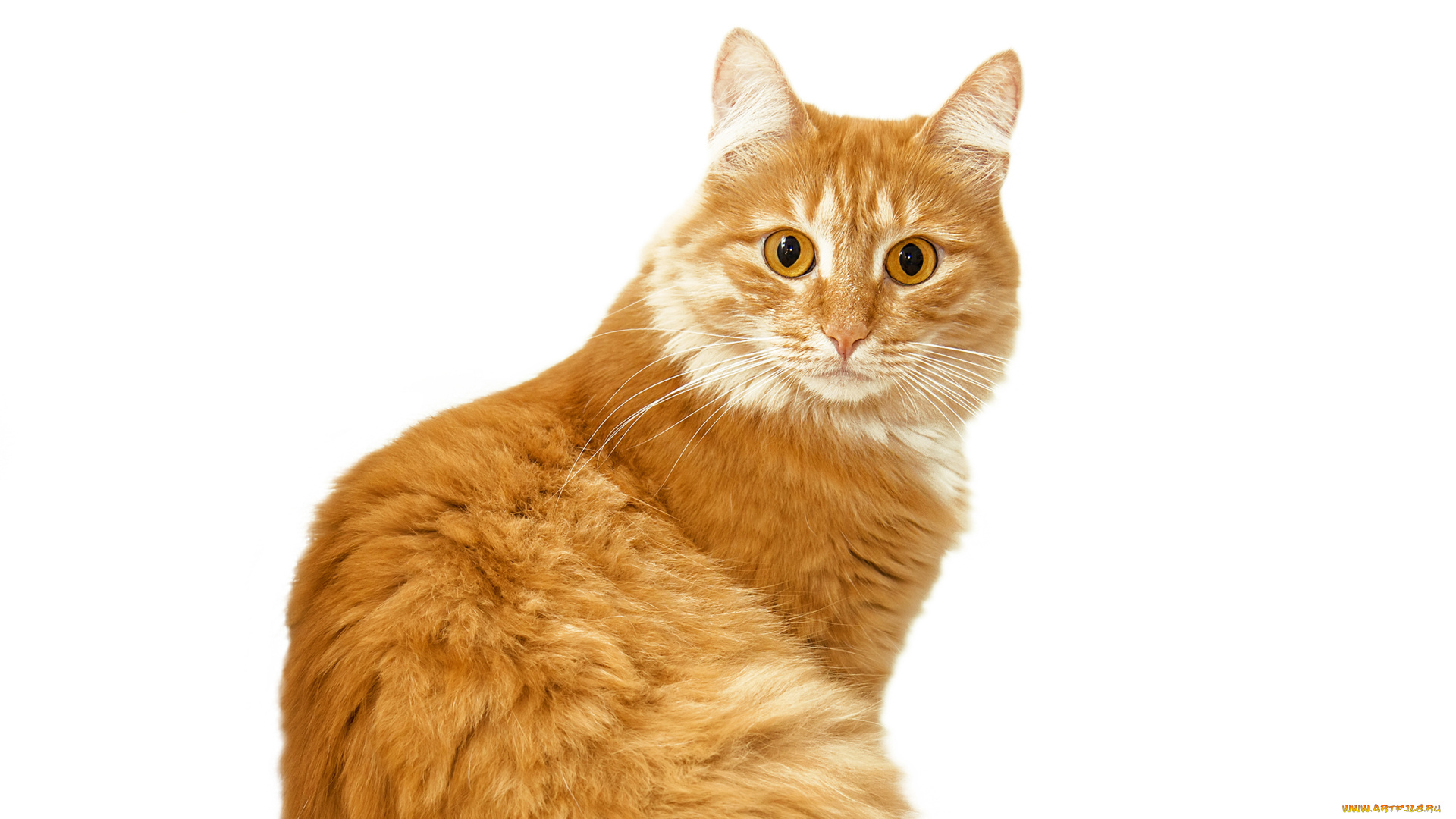 животные, коты, рыжий