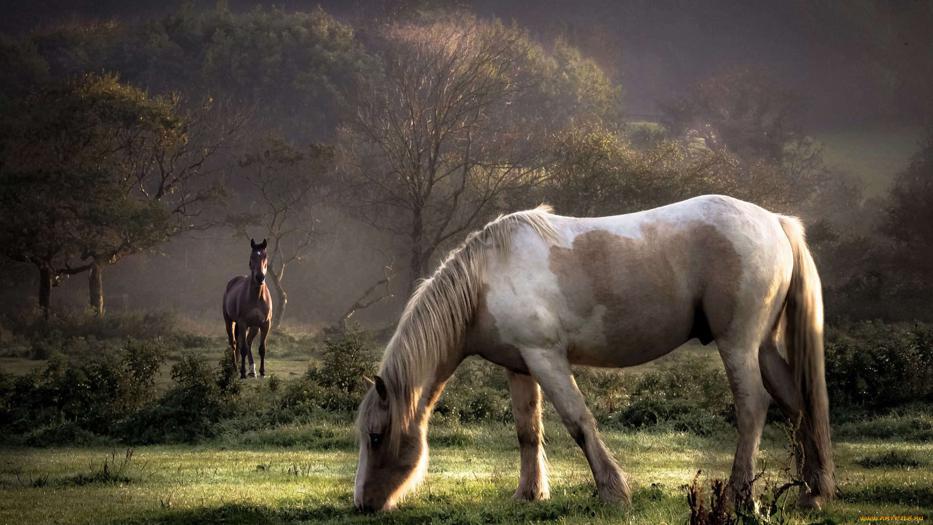 животные, лошади, деревья, лето, трава