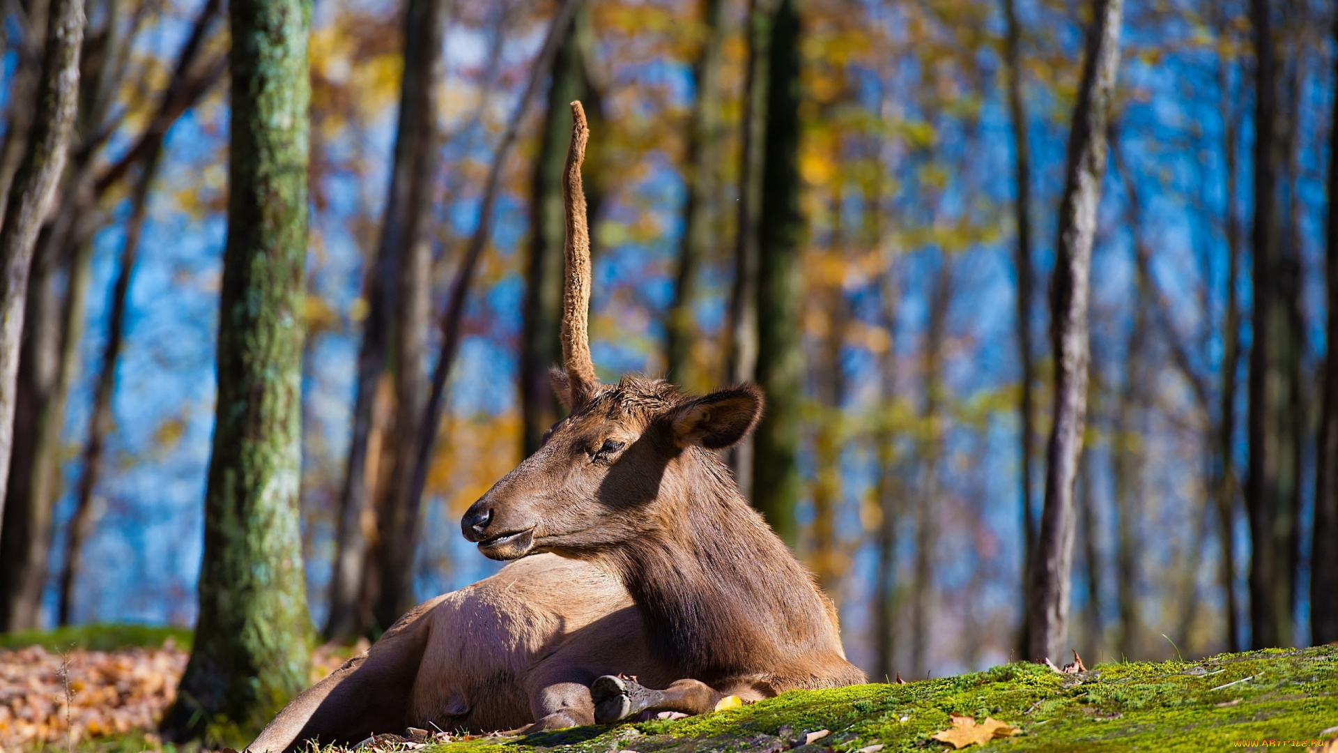 животные, олени, олень