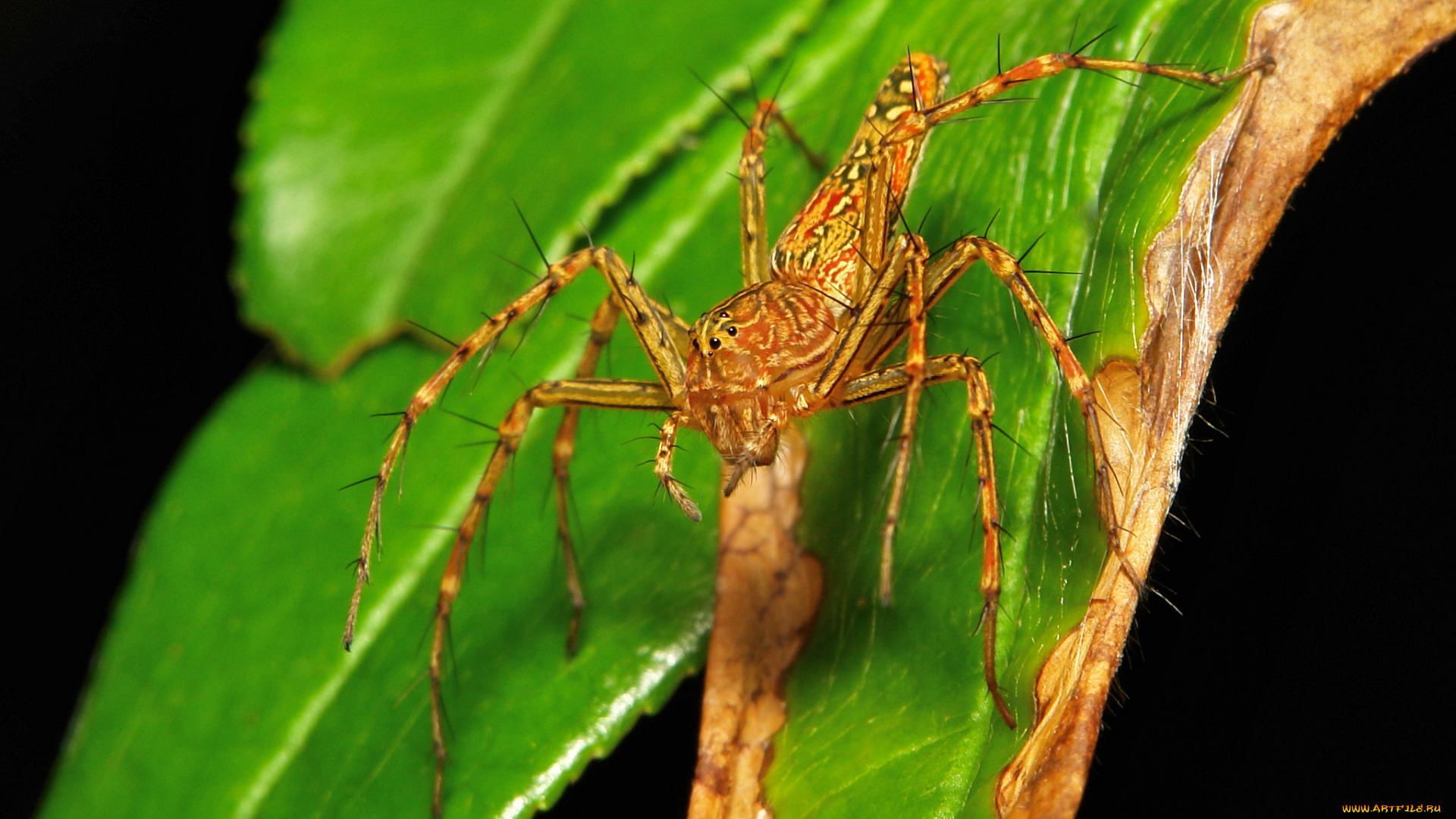 животные, пауки, лист, паук, макро, itchydogimages