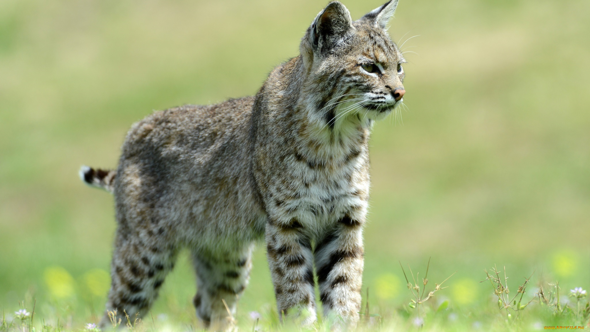 животные, рыси, мордочка, поза