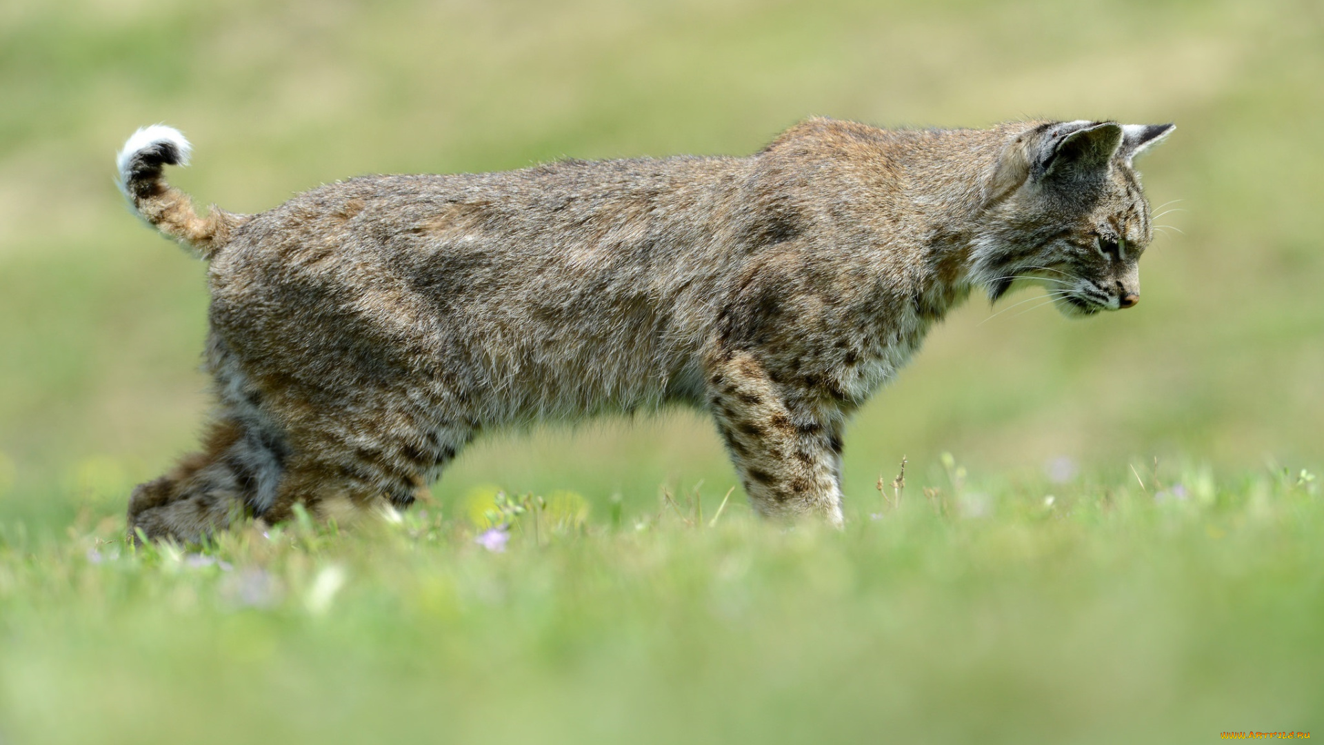 животные, рыси, зелень, мех, профиль, кошка, лето