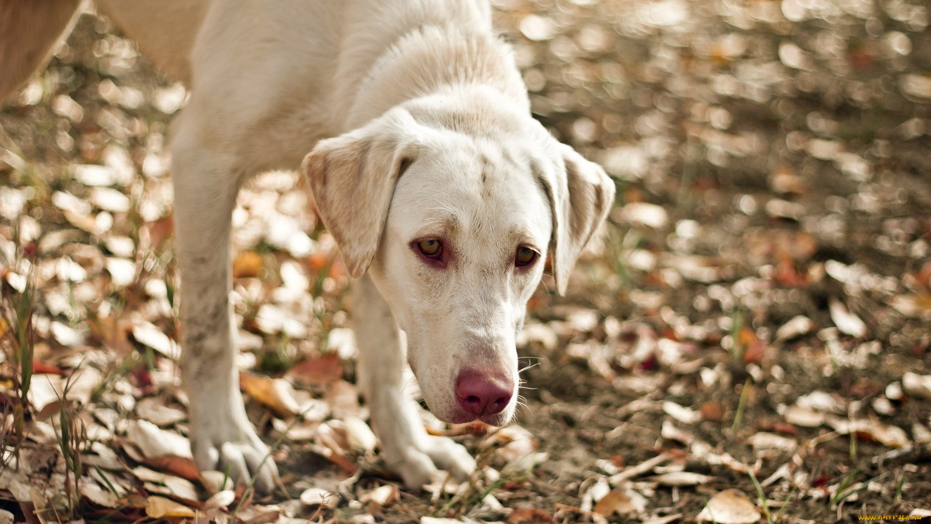 животные, собаки, морда