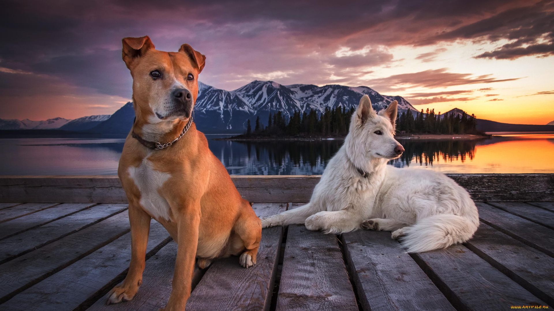 животные, собаки, облака, небо, горы, пирс