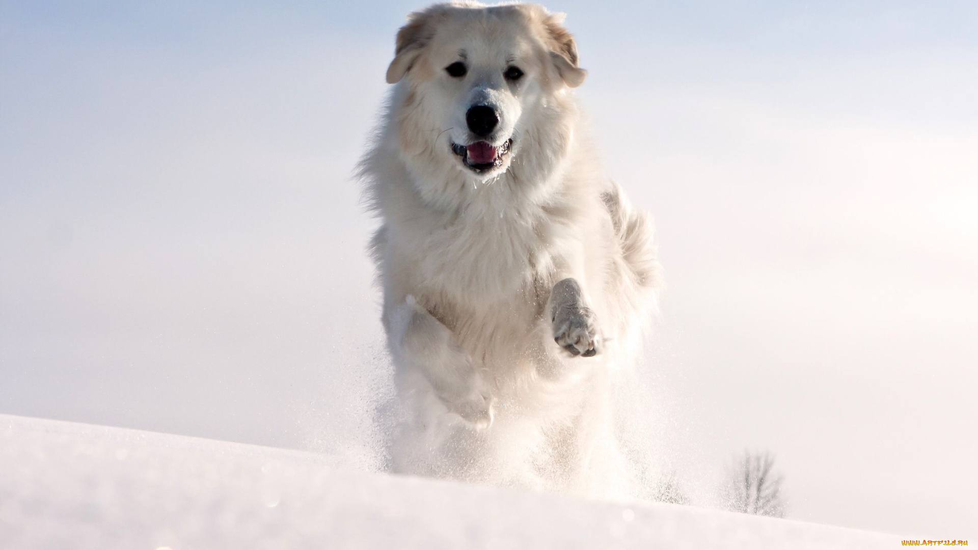 животные, собаки, снег, бег