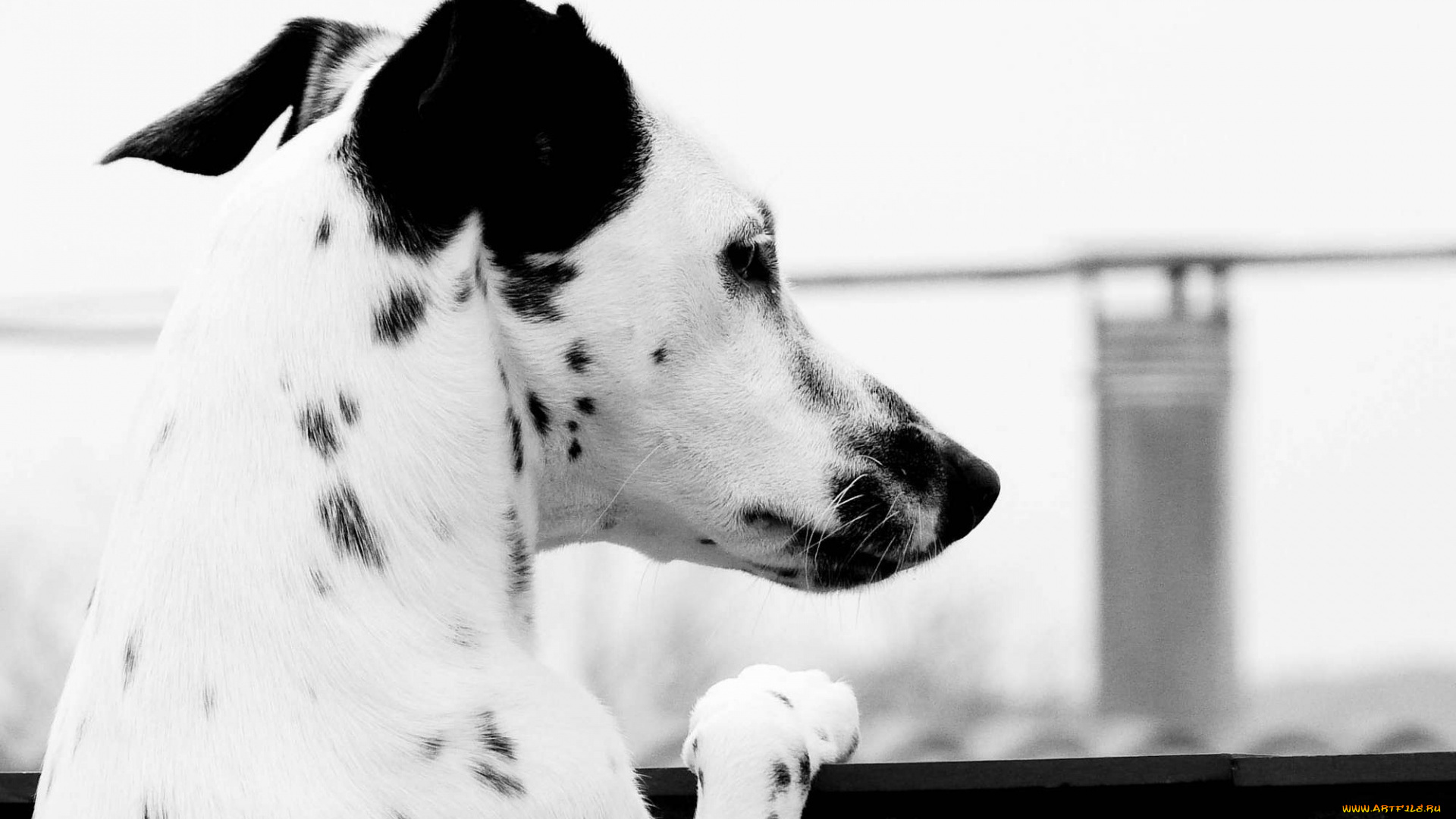 животные, собаки, собака, город, мост, пятна, долматинец