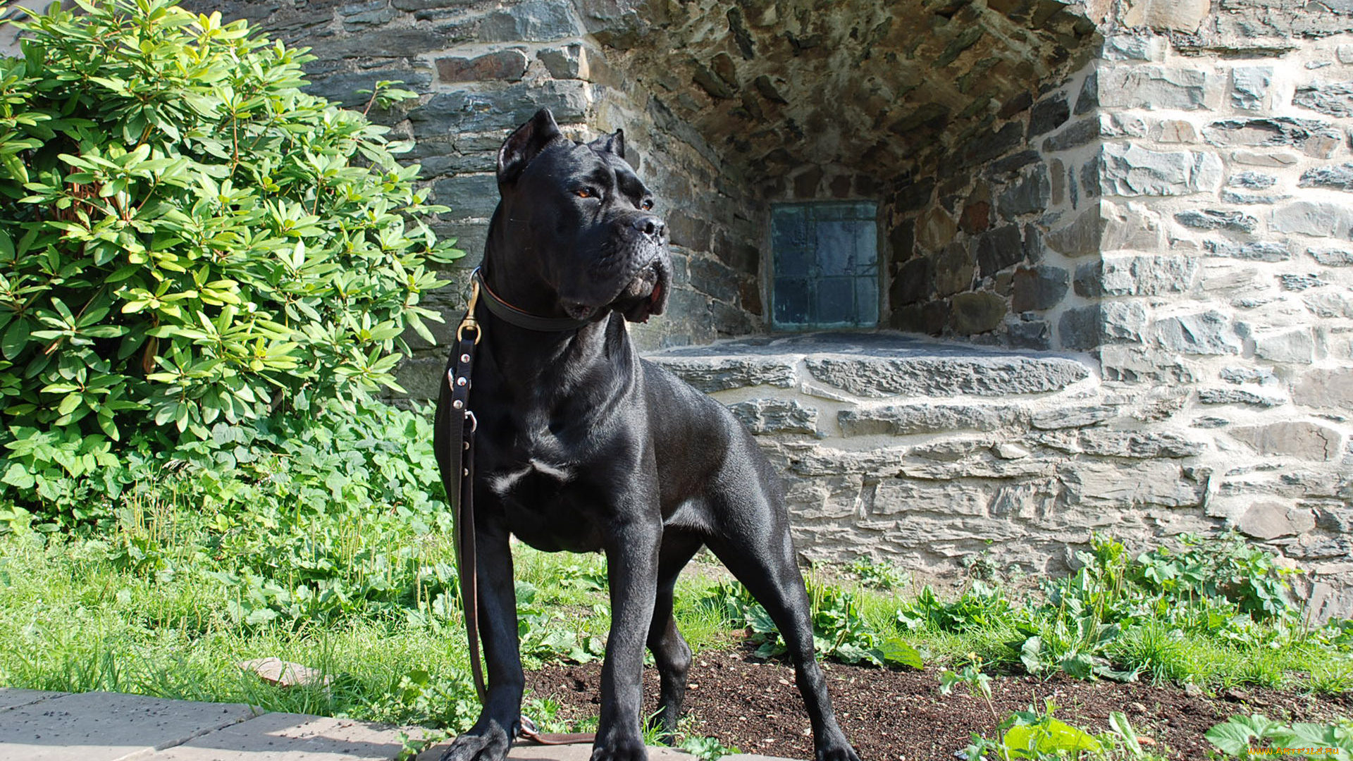 животные, собаки, взгляд