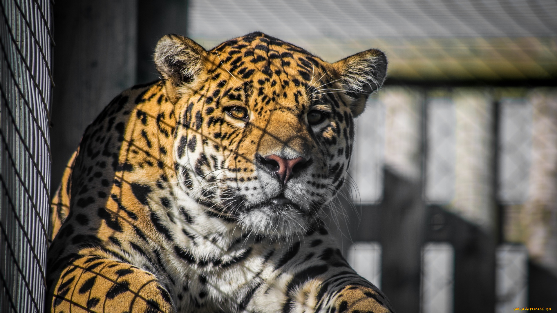 животные, Ягуары, морда, тень, решётка, портрет, зоопарк